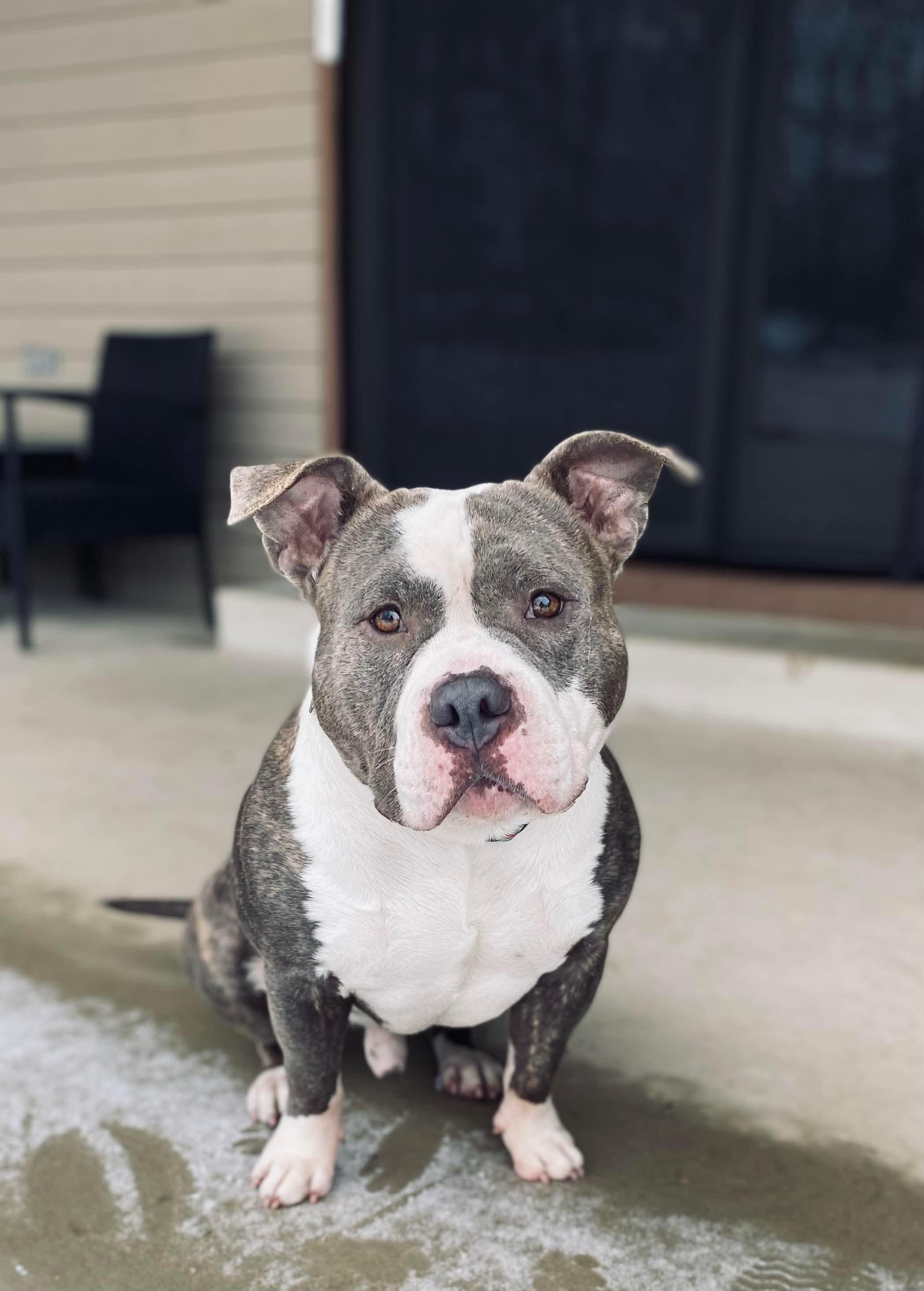 Enlarge Gregor, a ADOPTABLE Bulldog in Lowell, IN image 1/1
