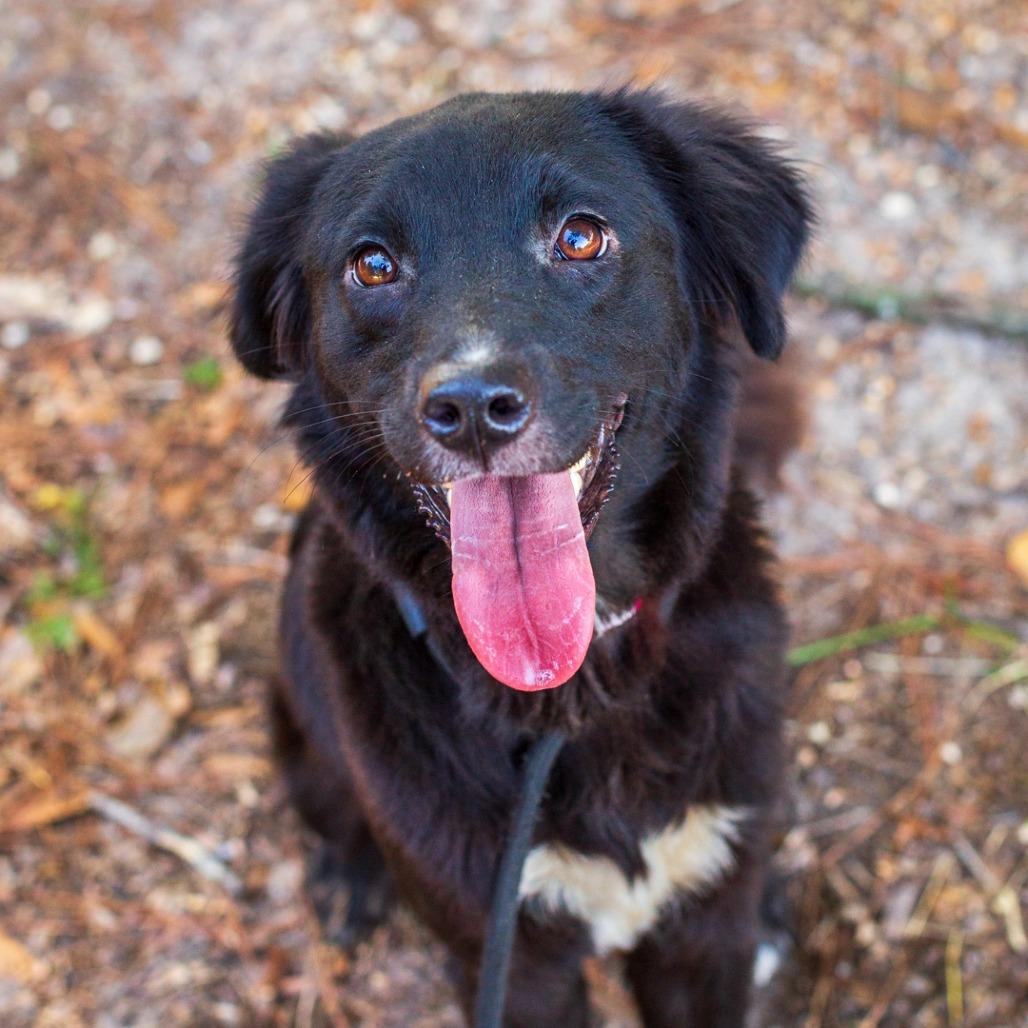 Mina, Adoptable, Young Female Collie & Labrador Retriever.