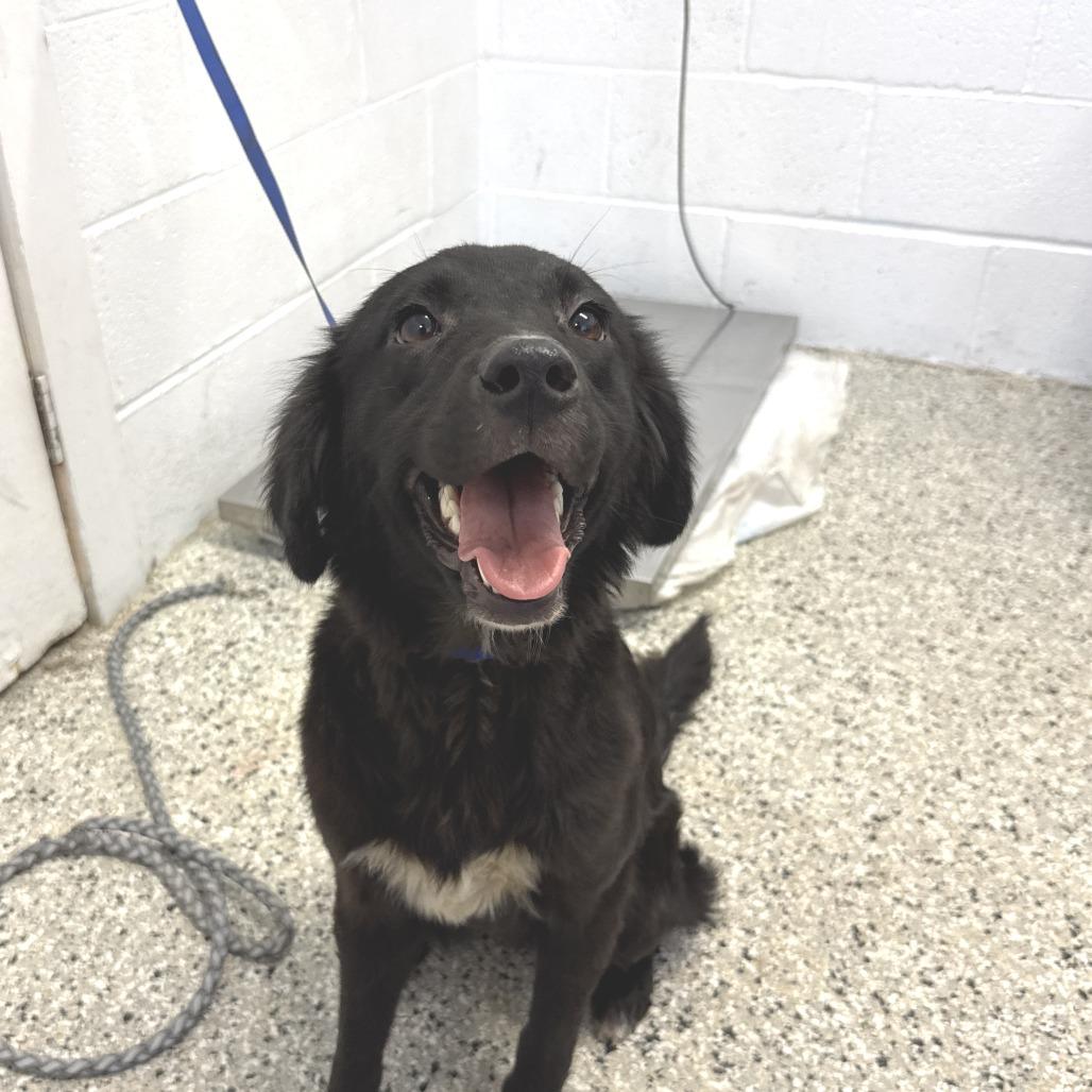 Enlarge Mina, a Adoptable mixed breed in Hattiesburg, MS image 2/5