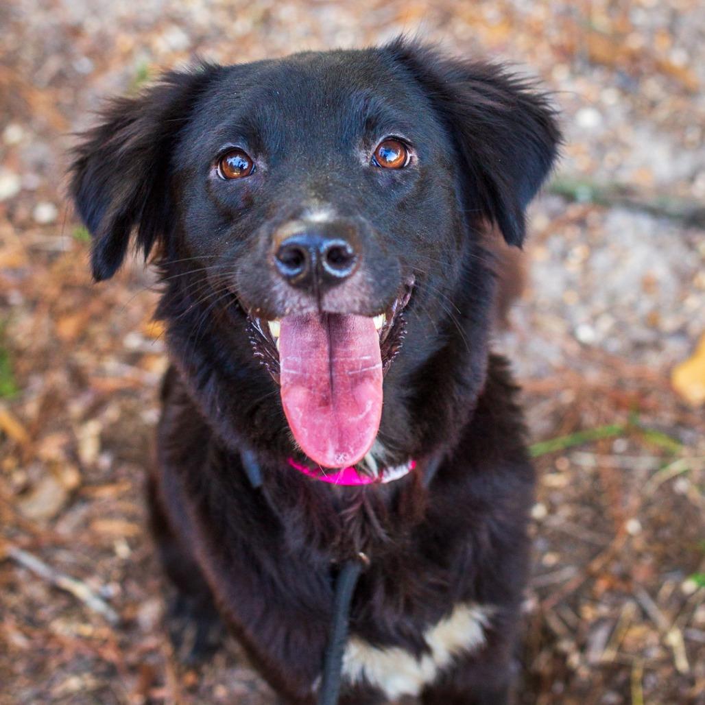 Enlarge Mina, a Adoptable mixed breed in Hattiesburg, MS image 3/5