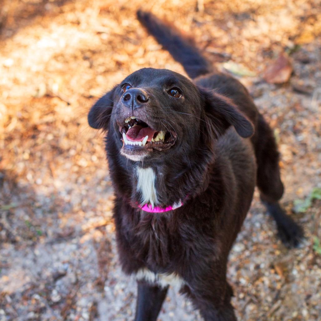Enlarge Mina, a Adoptable mixed breed in Hattiesburg, MS image 4/5