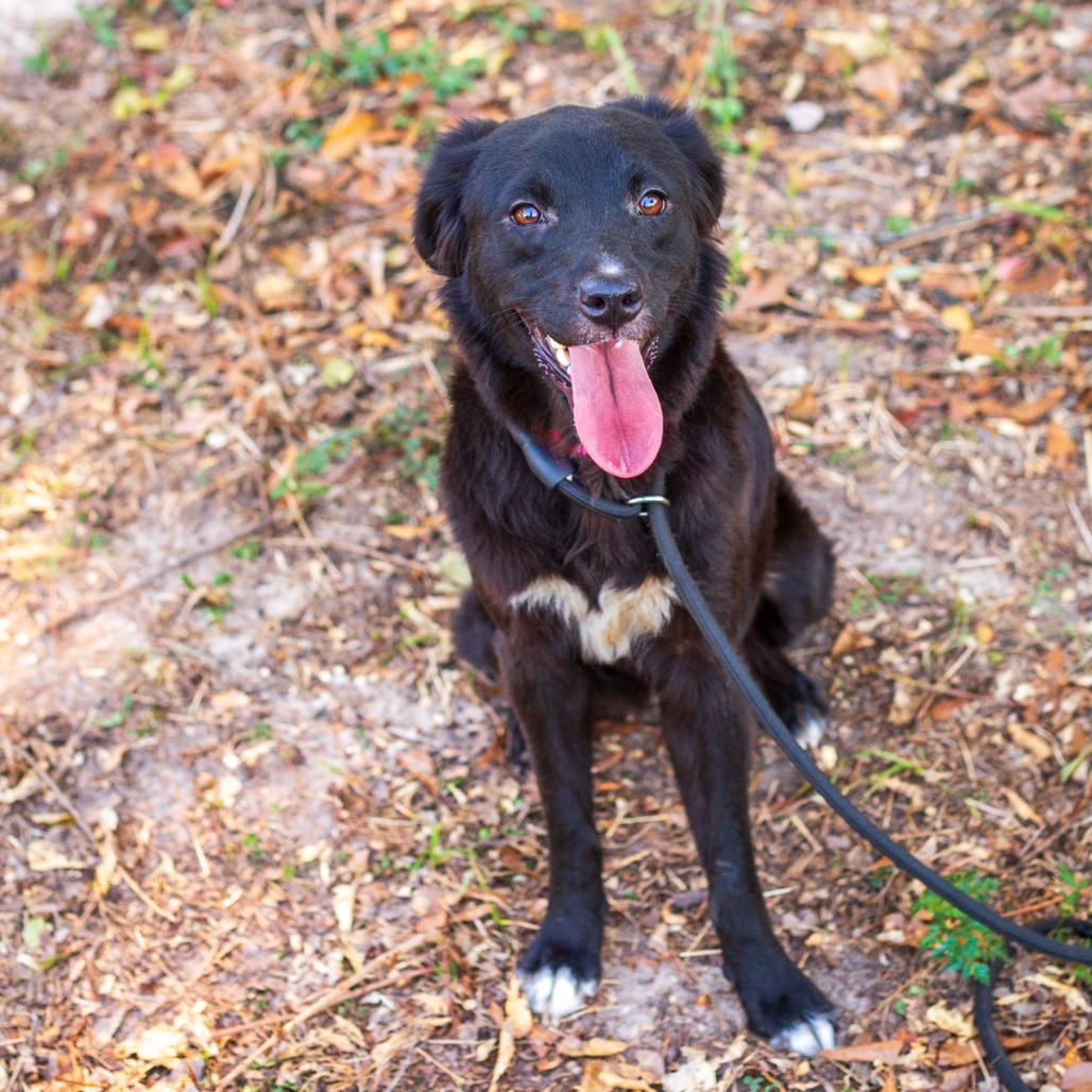 Enlarge Mina, a Adoptable mixed breed in Hattiesburg, MS image 5/5