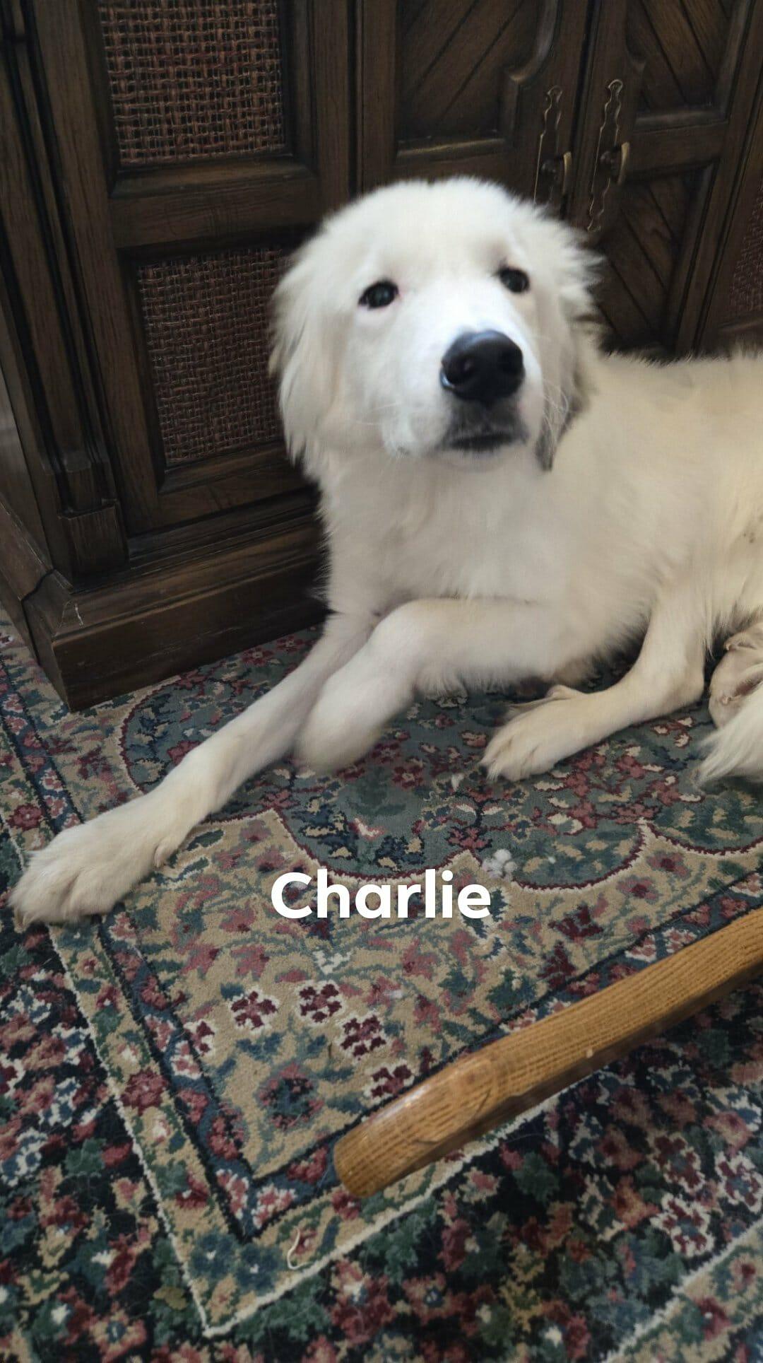 Charlie Pyr, Adoptable, Young Male Great Pyrenees.