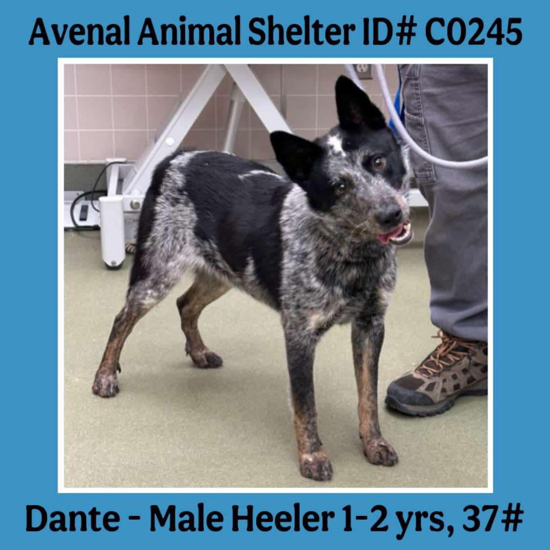 Dante, Adult Male unknown