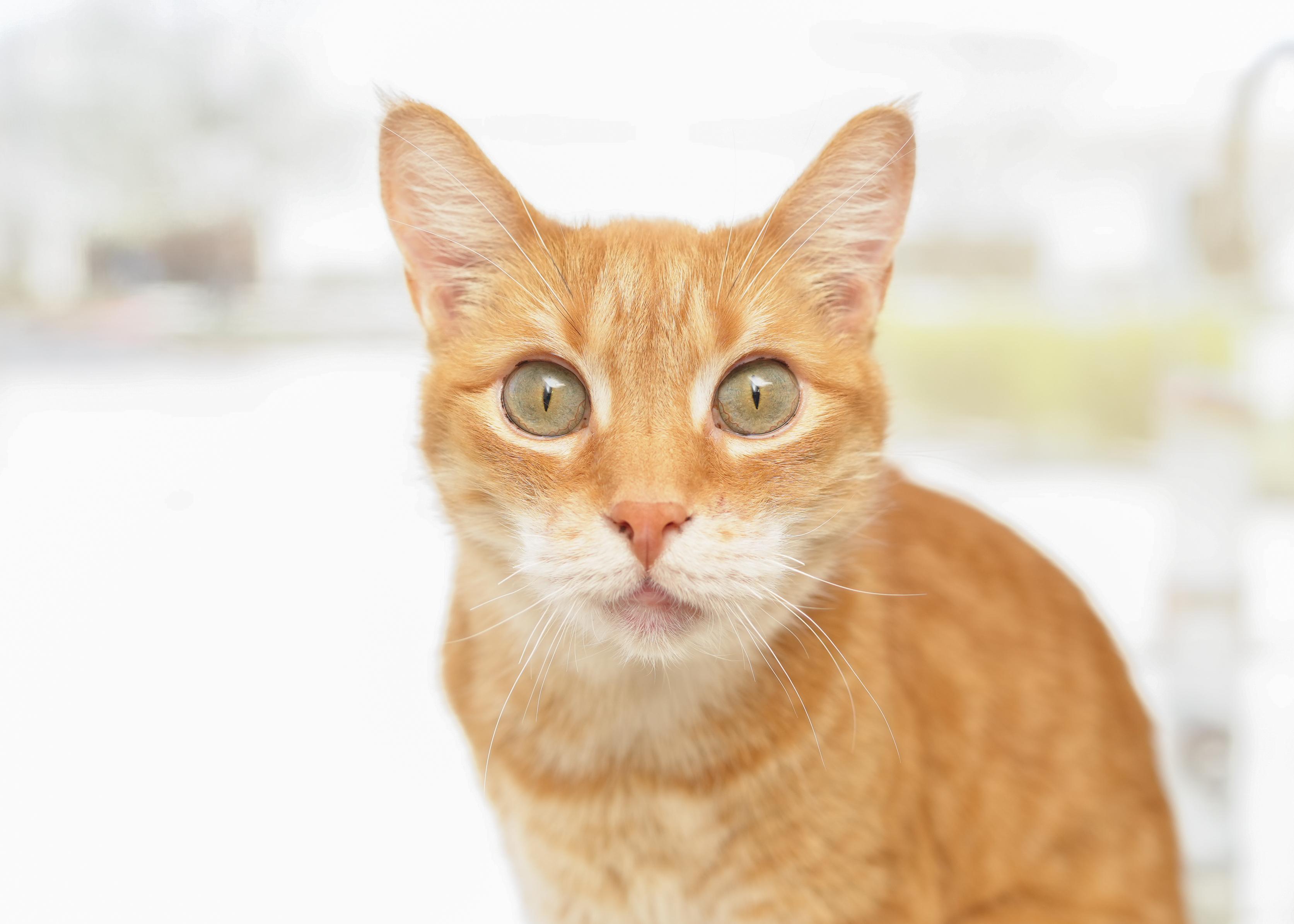 Enlarge Moe, a ADOPTABLE Domestic Short Hair in Boise, ID image 1/5