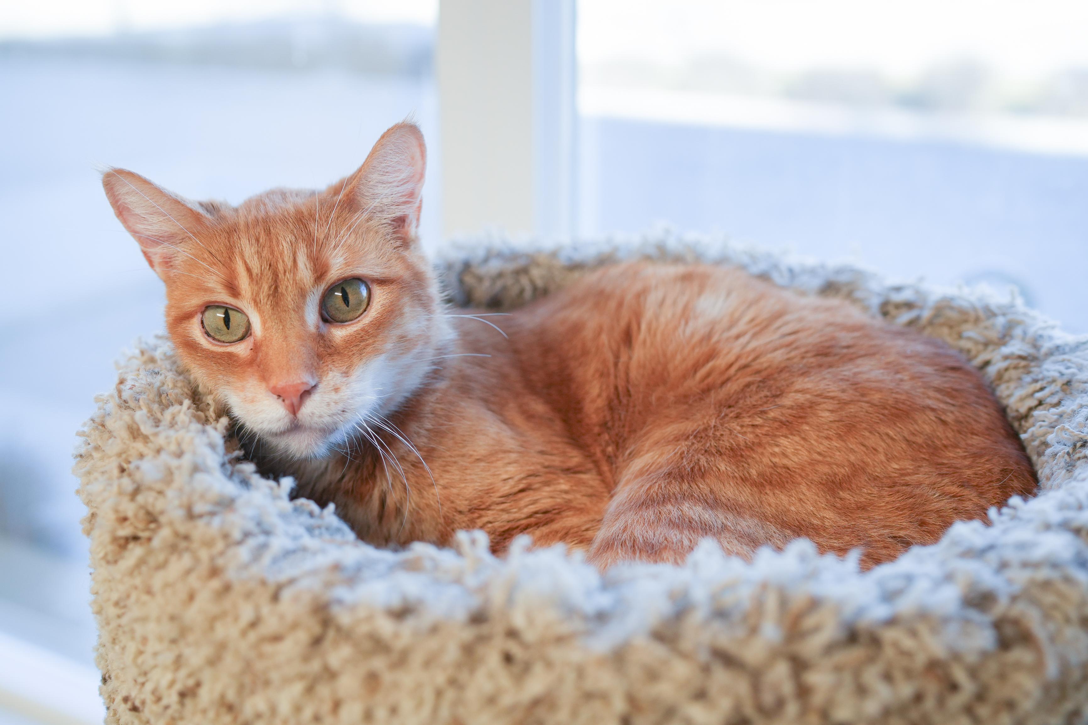 Moe, a ADOPTABLE Domestic Short Hair in Boise, ID image 3/3