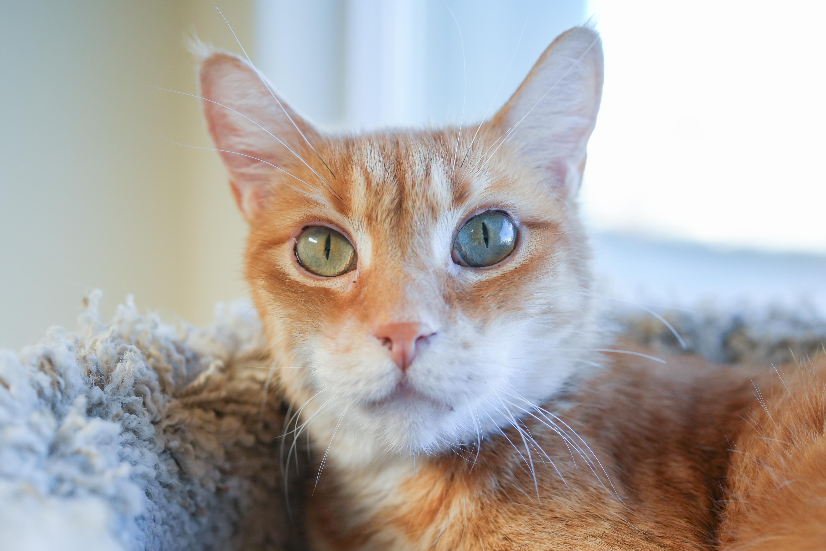 Moe, ADOPTABLE, Senior Male Domestic Short Hair.