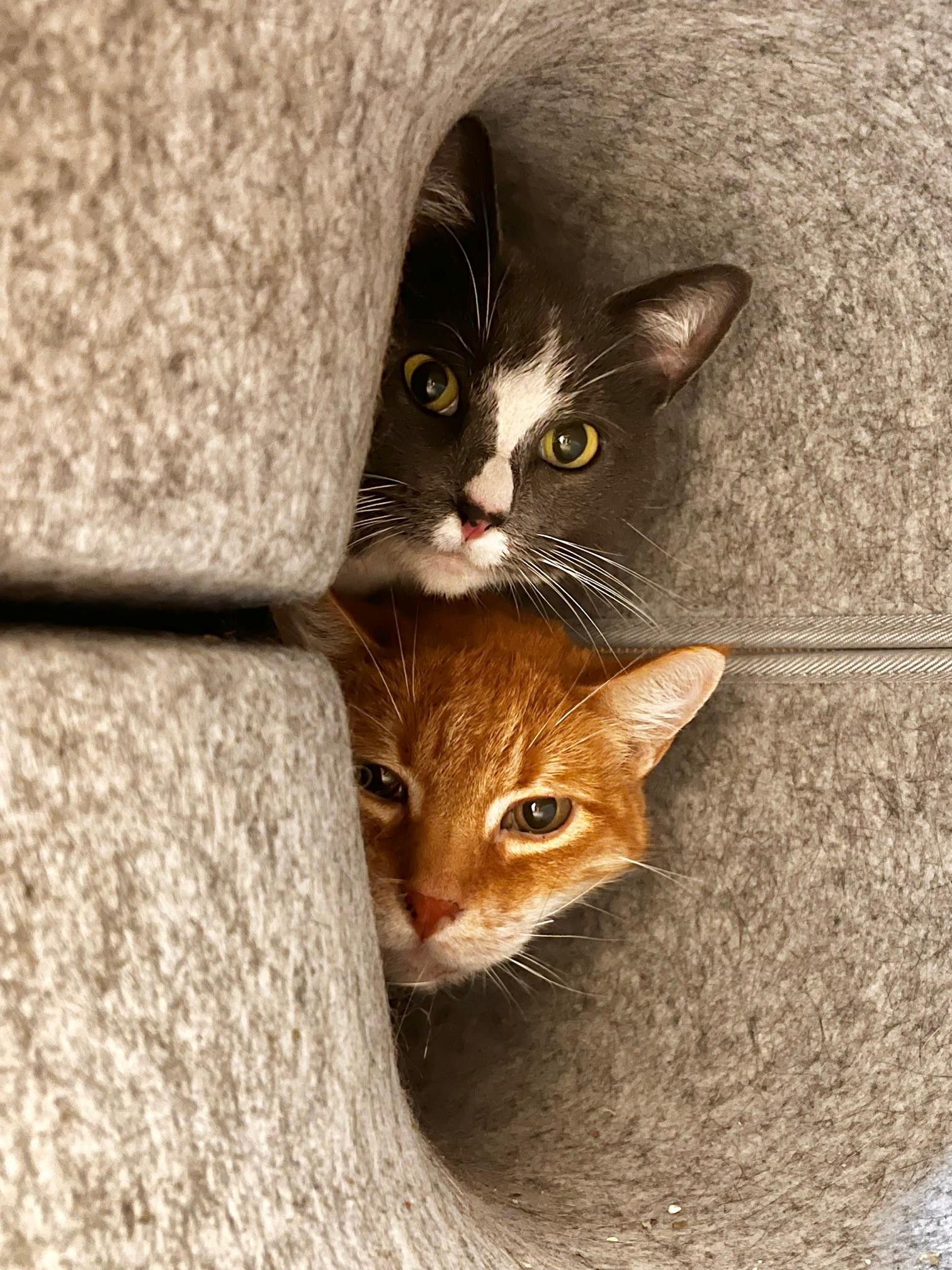 Moe, a ADOPTABLE Domestic Short Hair in Boise, ID image 2/3