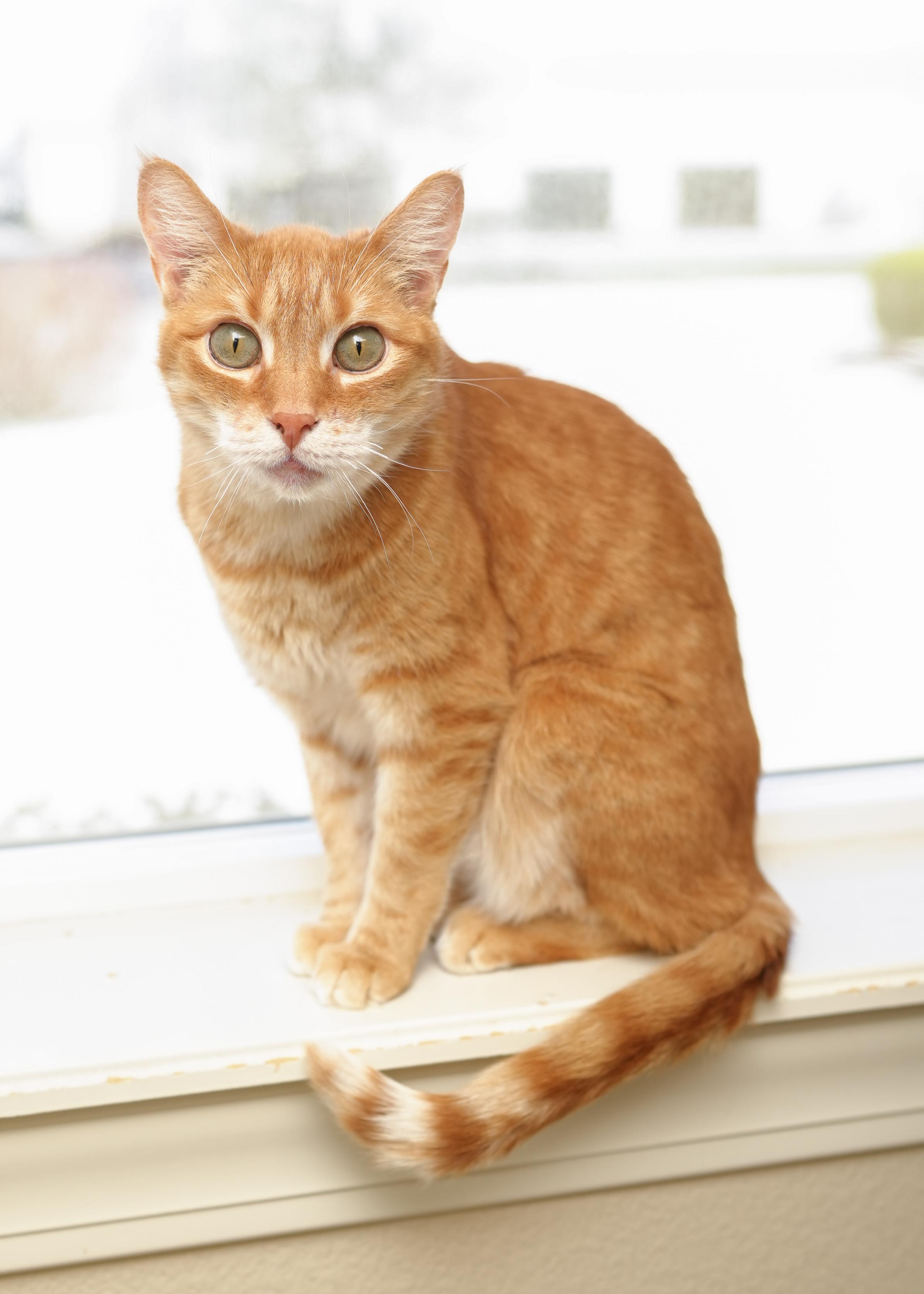 Enlarge Moe, a ADOPTABLE Domestic Short Hair in Boise, ID image 3/5