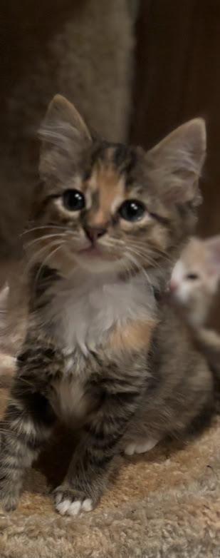 Kia, Adoptable, Young Female Domestic Medium Hair.