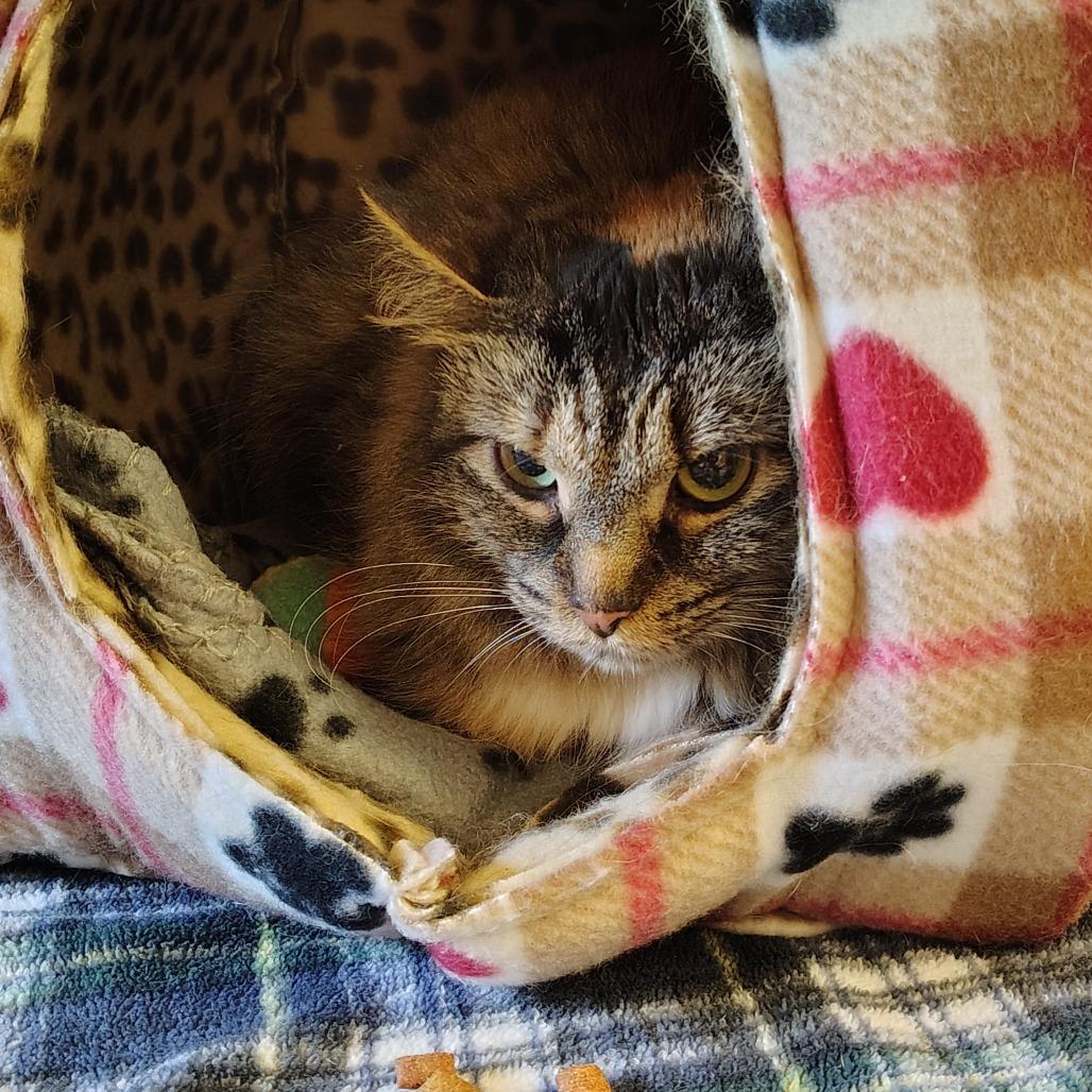 Enlarge Cally, an adopted Domestic Medium Hair in Indiana, PA image 1/1