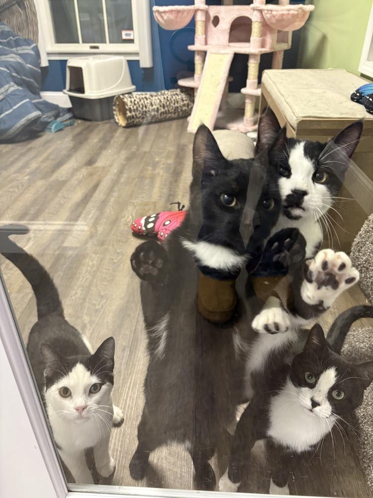 Enlarge Charlie Chaplin, a Adoptable mixed breed in Warren, CT image 3/6