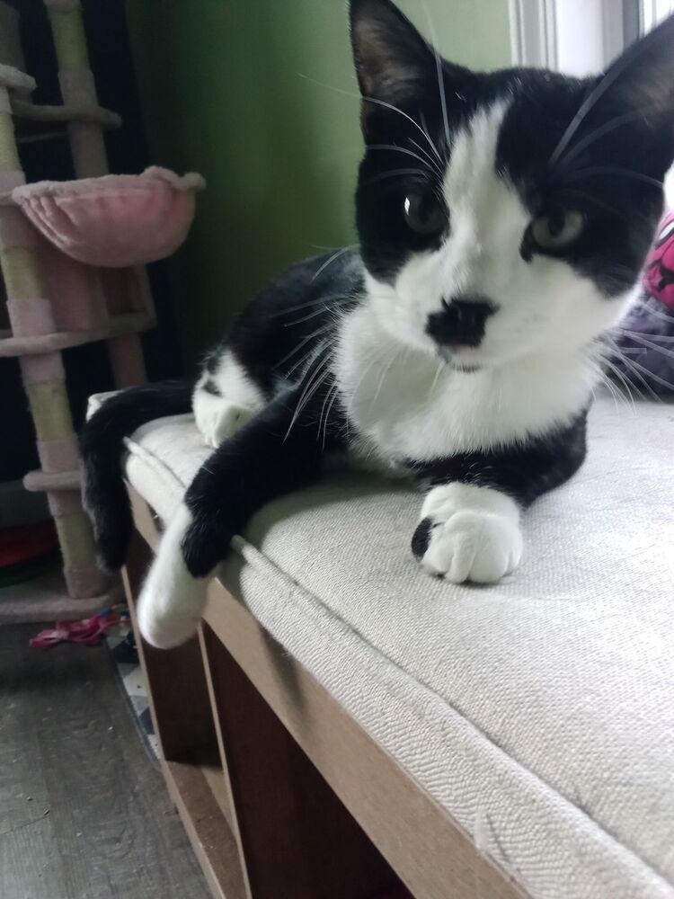 Enlarge Charlie Chaplin, a Adoptable mixed breed in Warren, CT image 4/6