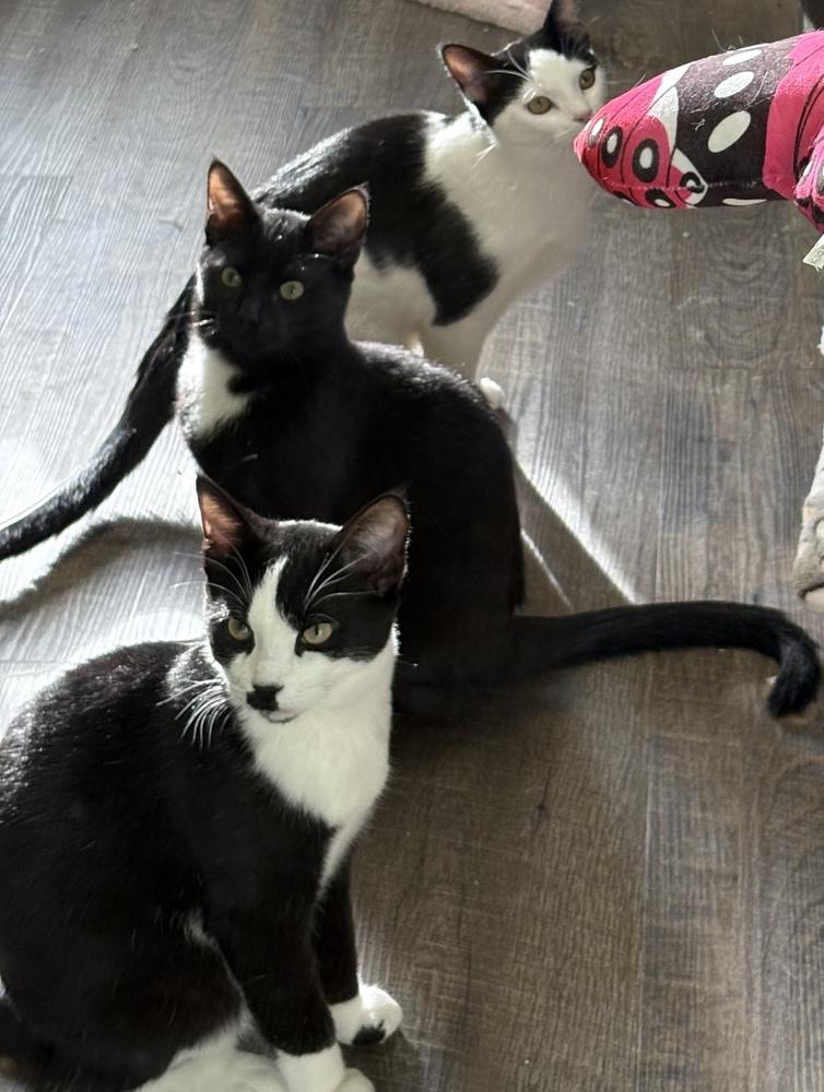 Enlarge Charlie Chaplin, a Adoptable mixed breed in Warren, CT image 5/6