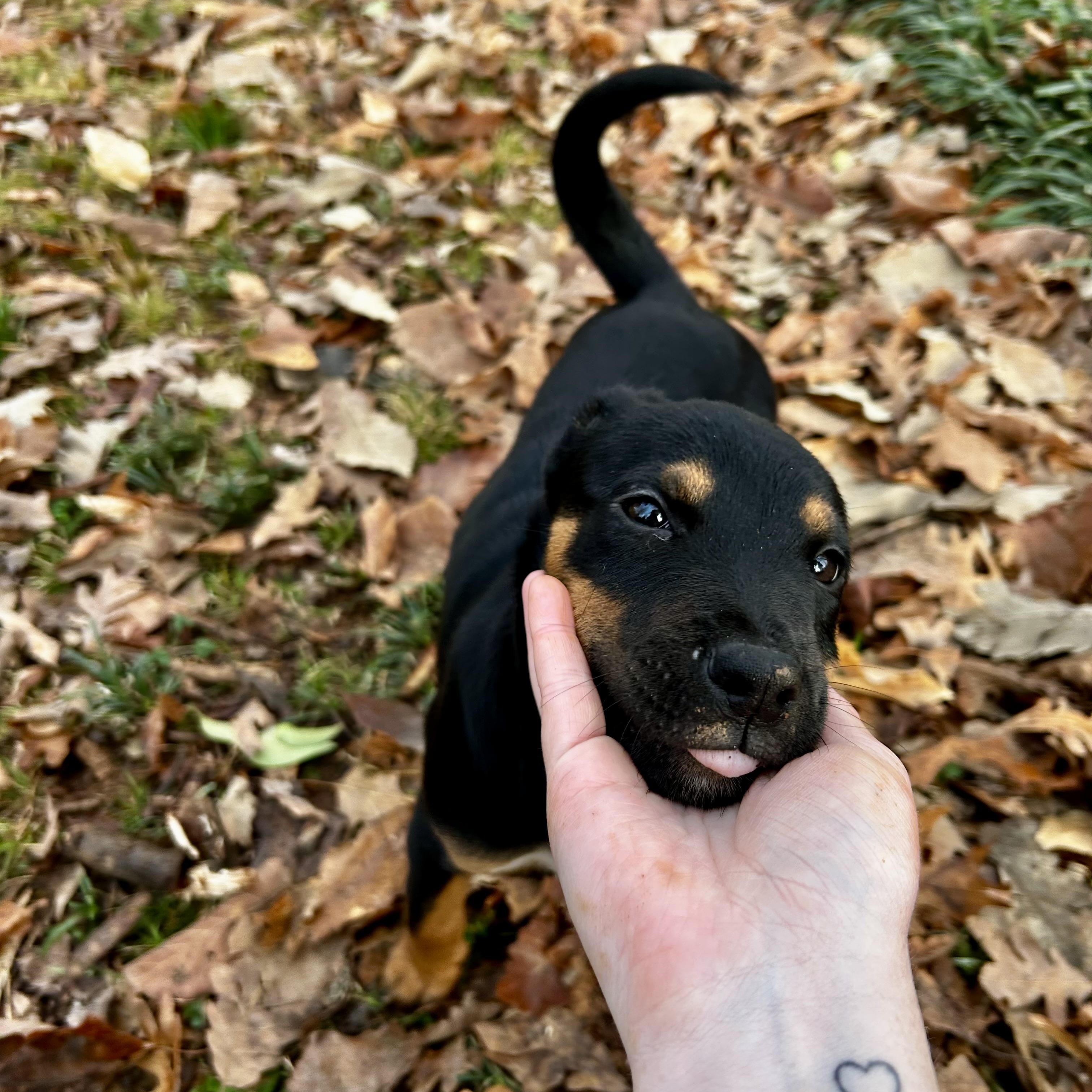 Enlarge Bombay, a ADOPTABLE mixed breed in Rock Hill, SC image 4/4