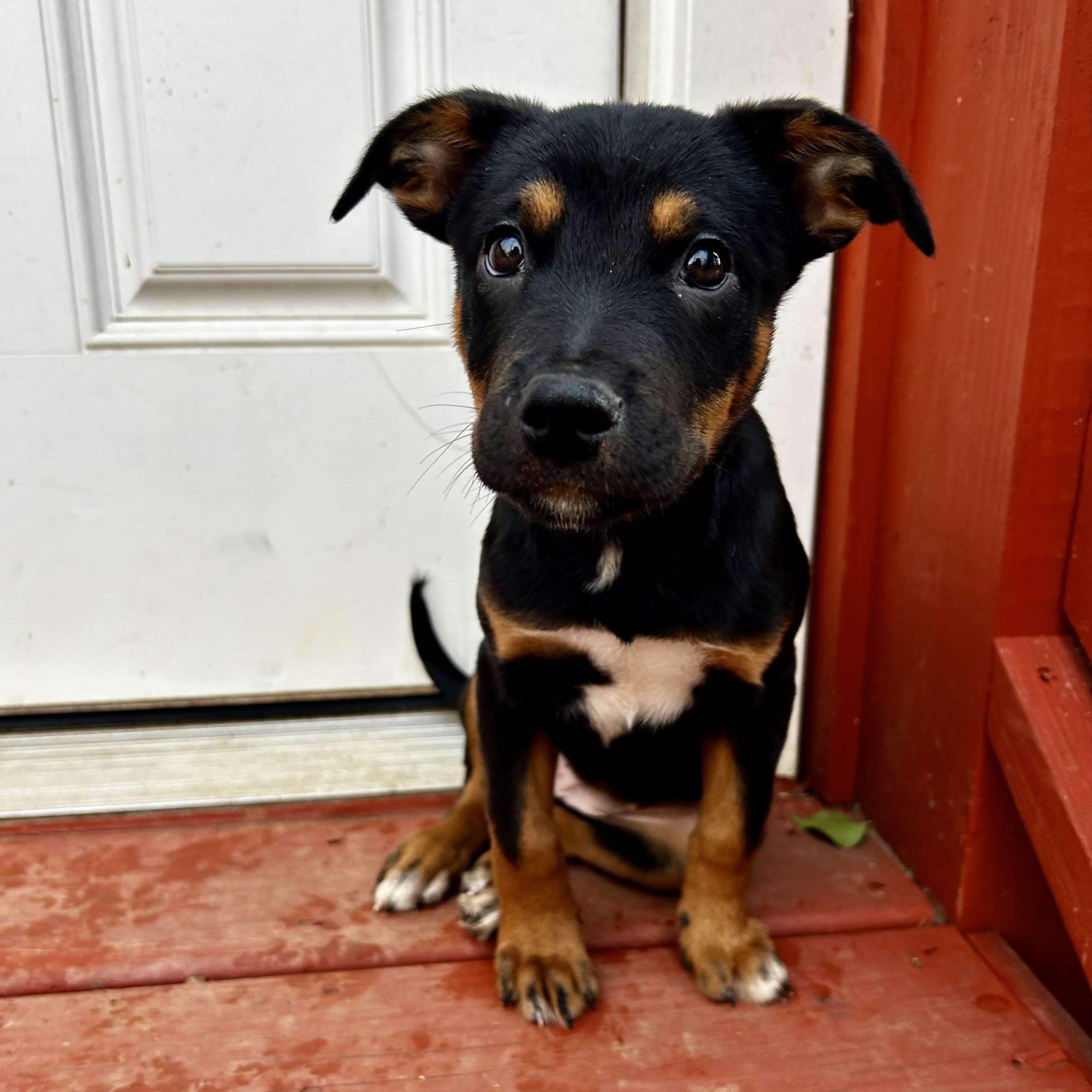 Bombay, ADOPTABLE, Puppy Female Shepherd & Black Mouth Cur.