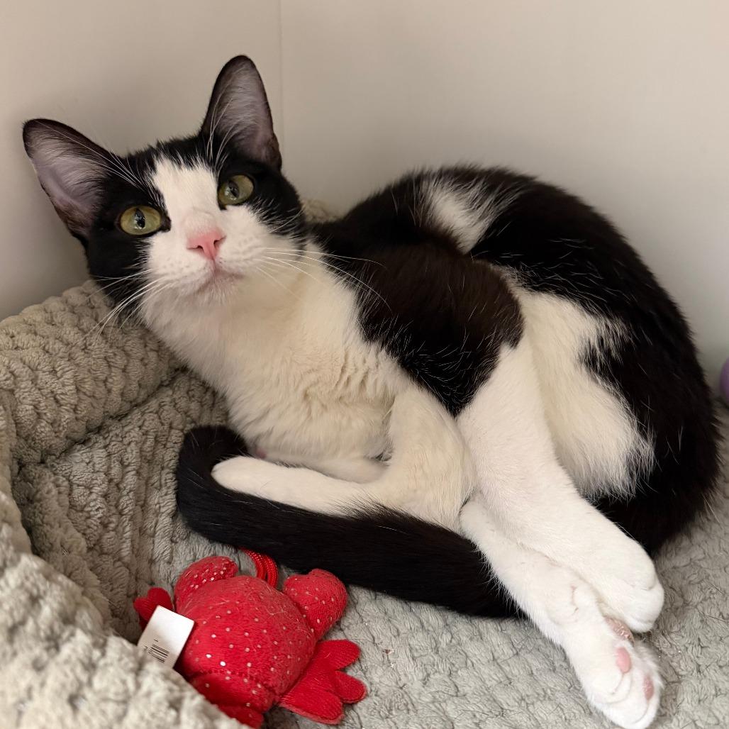 Lucille, Adoptable, Young Female Domestic Short Hair.