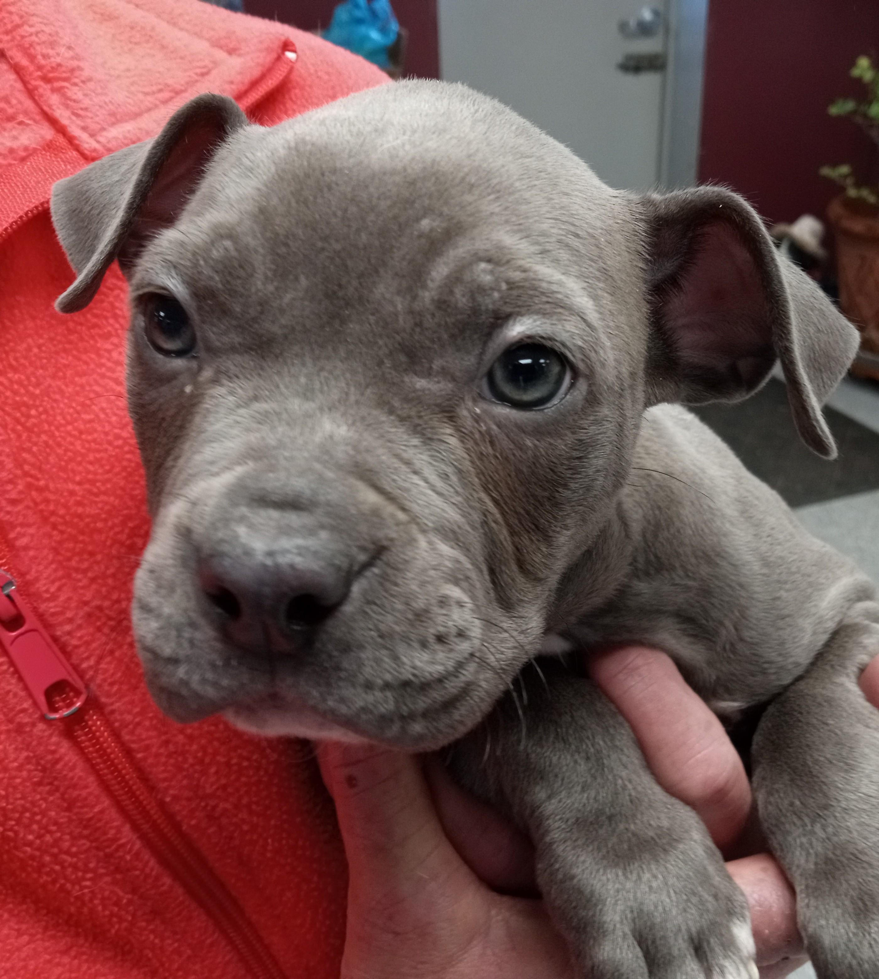 Ellie, ADOPTABLE, Puppy Female American Staffordshire Terrier.