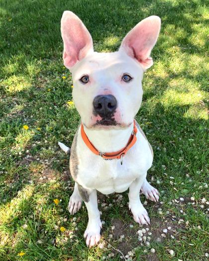 Piglet, adopted, Adult Female Pit Bull Terrier.