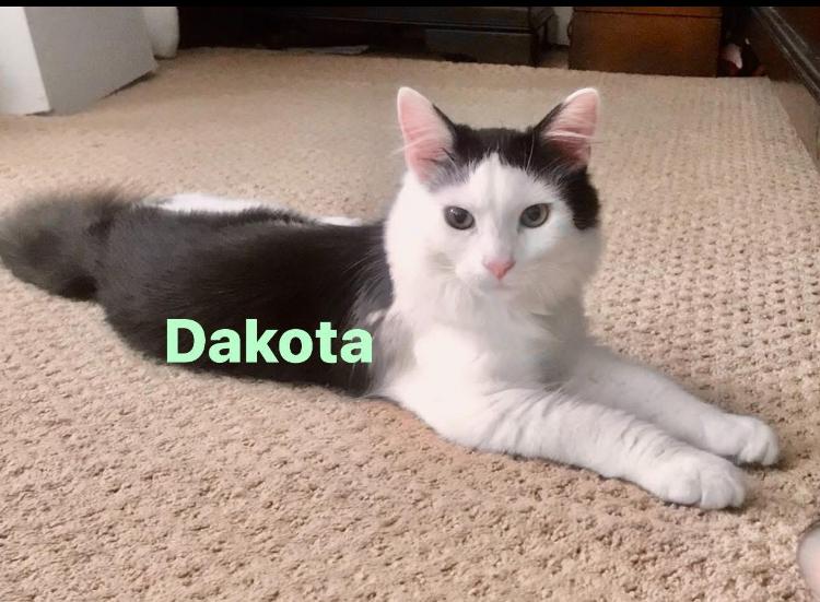 Dakota, Adoptable, Kitten Male Domestic Long Hair.