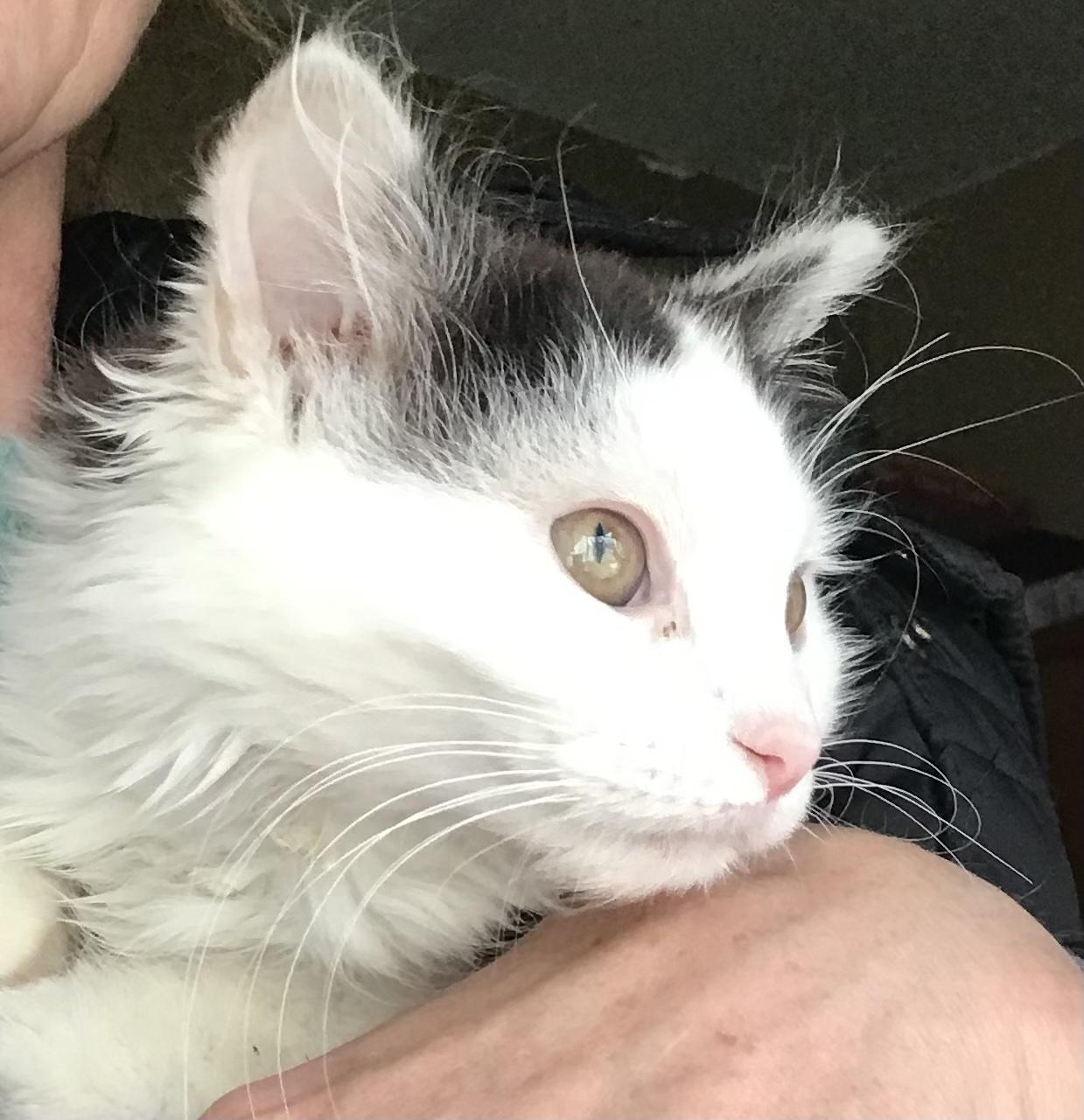 Enlarge Dakota, a Adoptable mixed breed in Cincinnati, OH image 2/4