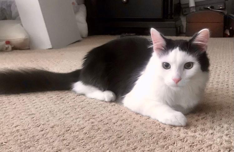 Enlarge Dakota, a Adoptable mixed breed in Cincinnati, OH image 4/4