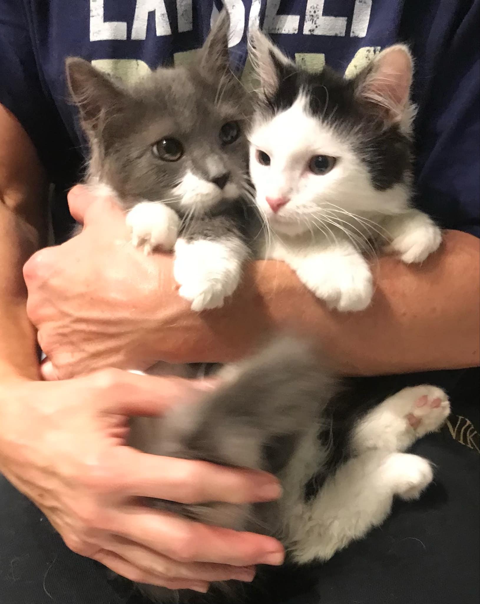 Enlarge Dakota, a Adoptable mixed breed in Cincinnati, OH image 3/4