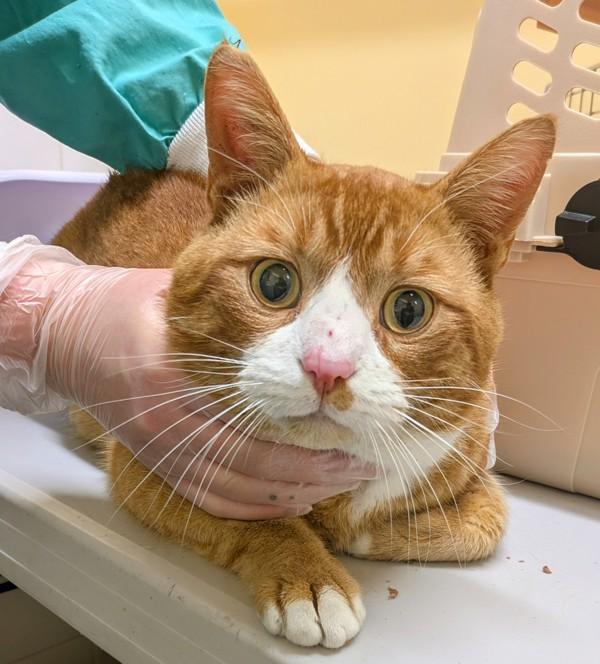 Zesty, Adoptable, Adult Male Domestic Short Hair.