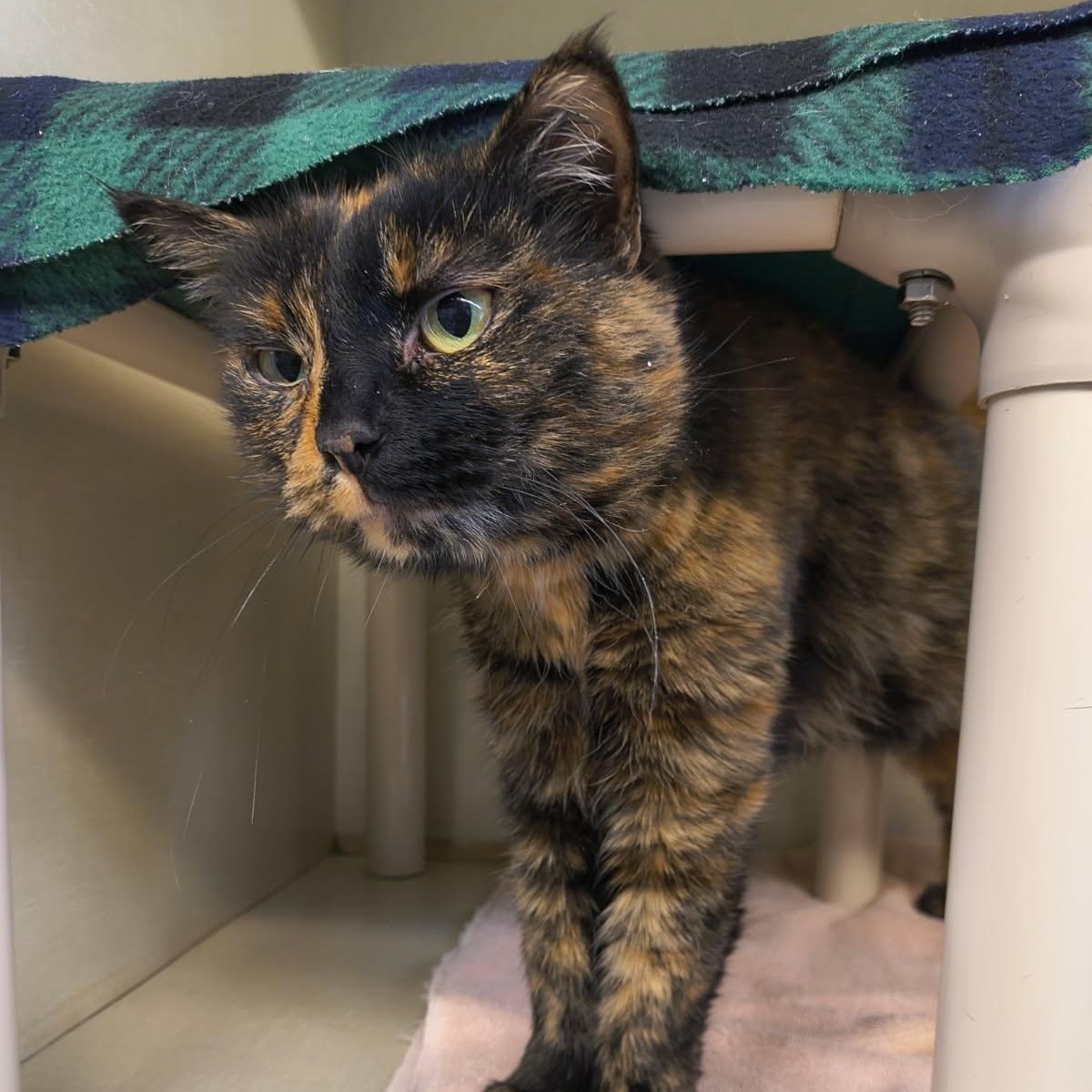 Enlarge Justine, an adopted mixed breed in Saint Marys, PA image 1/1