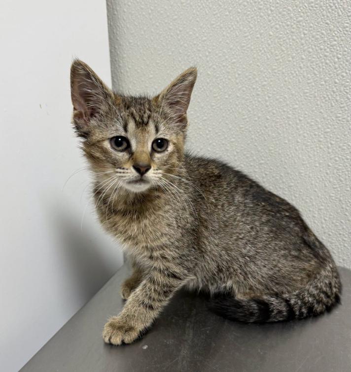 Enlarge Chevy, a ADOPTABLE Tabby in Hornell, NY image 1/1