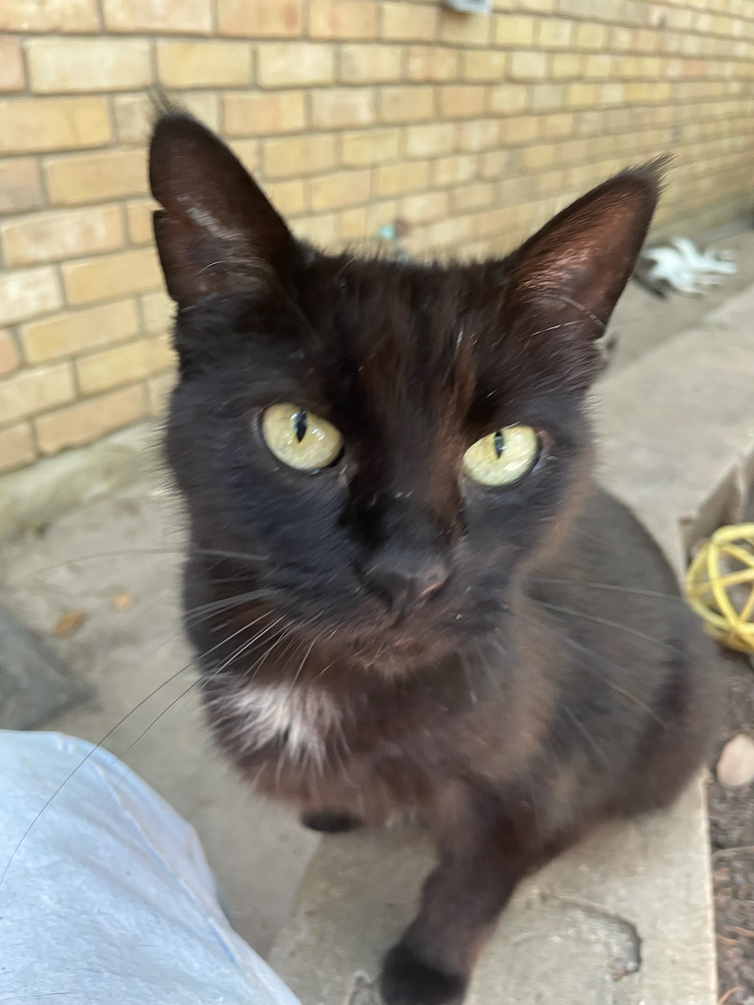 Francesca, Adoptable, Adult Female Domestic Short Hair.