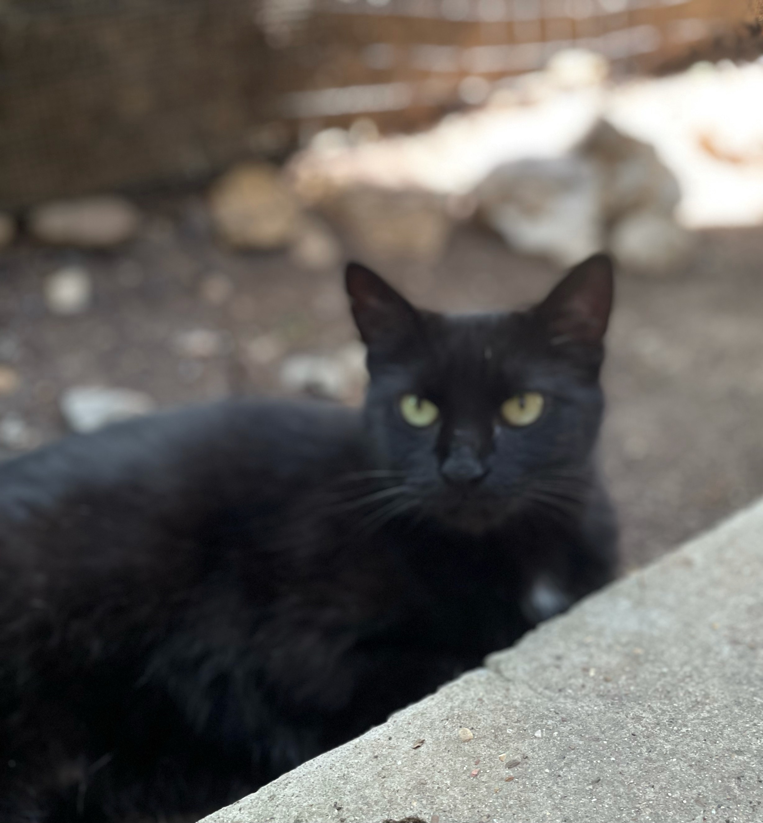 Enlarge Francesca, a Adoptable Domestic Short Hair in Whitney, TX image 2/4