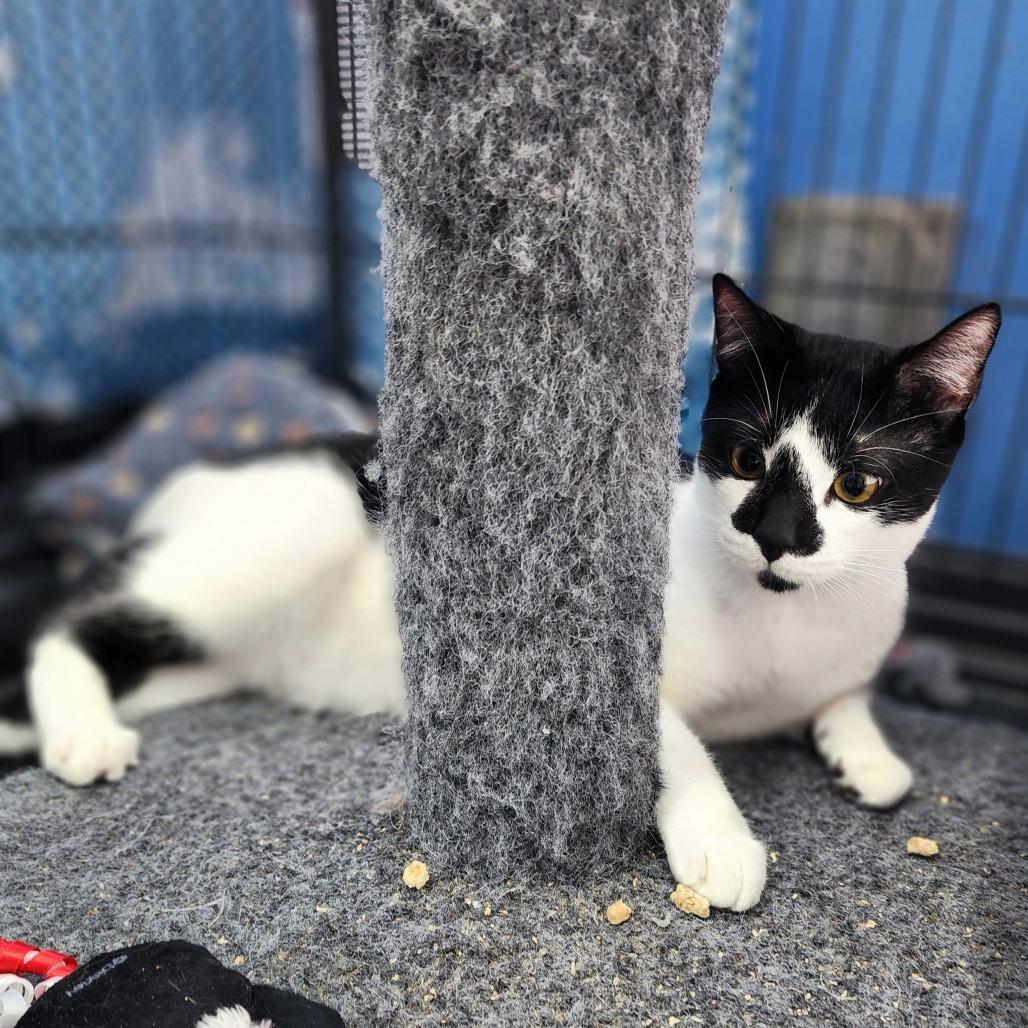 Enlarge Frodo - City of Industry Location, a Adoptable Domestic Short Hair in Chino Hills, CA image 1/6