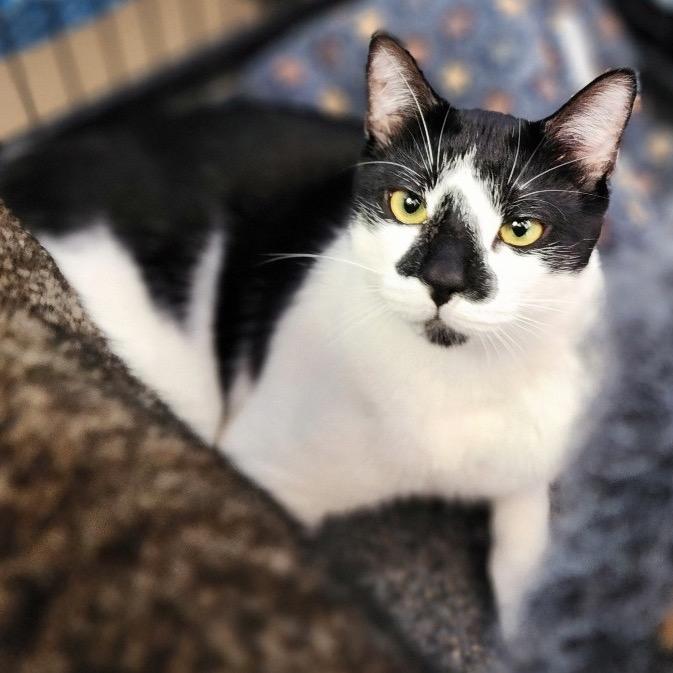 Enlarge Frodo - City of Industry Location, a Adoptable Domestic Short Hair in Chino Hills, CA image 2/6