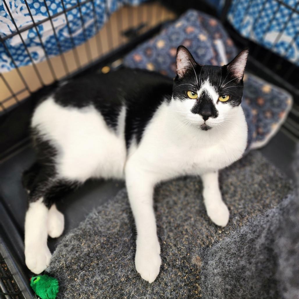 Enlarge Frodo - City of Industry Location, a Adoptable Domestic Short Hair in Chino Hills, CA image 3/6