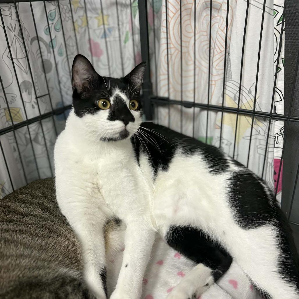 Enlarge Frodo - City of Industry Location, a Adoptable Domestic Short Hair in Chino Hills, CA image 4/6
