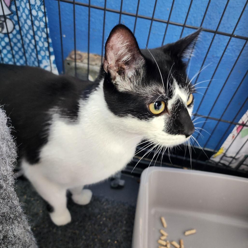 Enlarge Frodo - City of Industry Location, a Adoptable Domestic Short Hair in Chino Hills, CA image 5/6