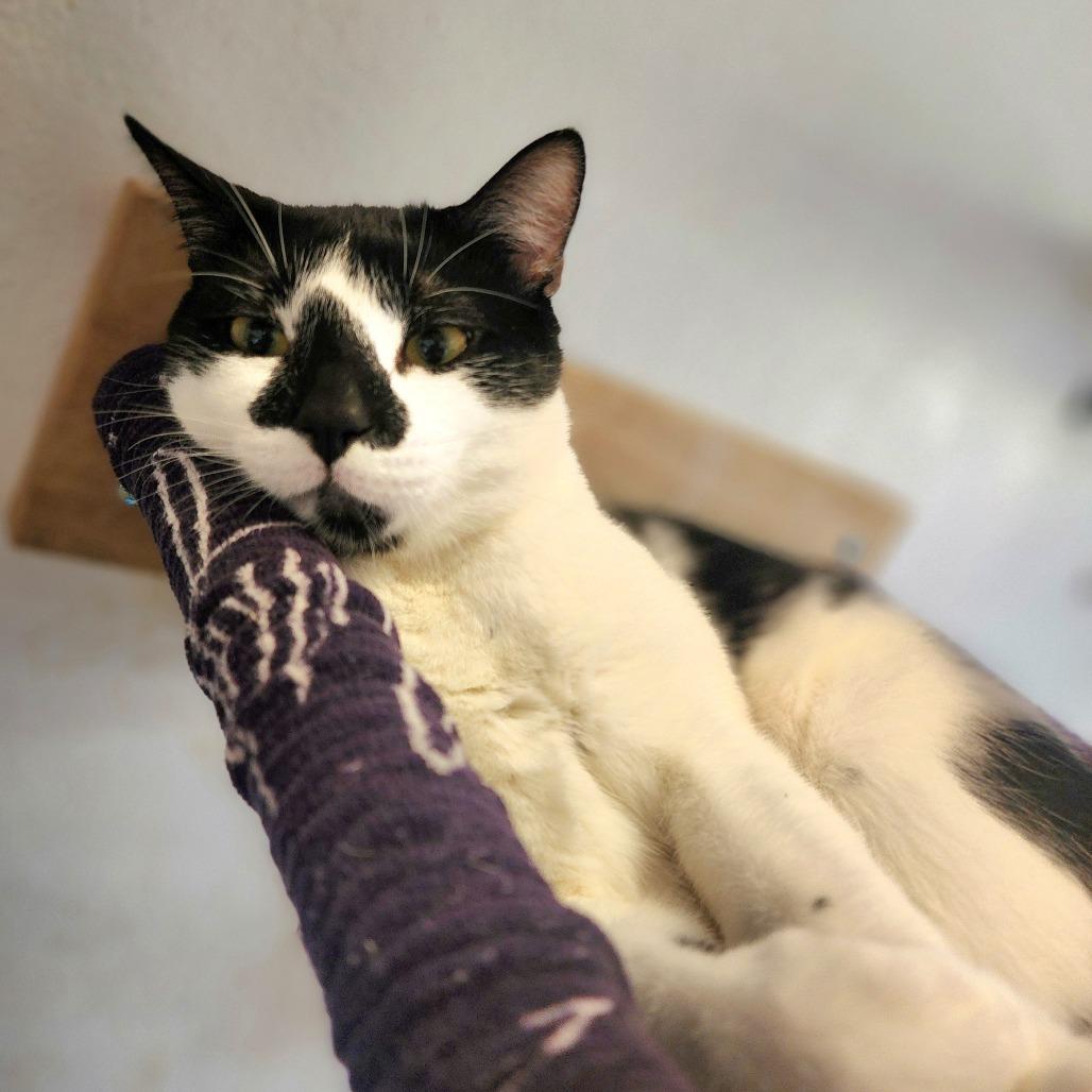 Enlarge Frodo - City of Industry Location, a Adoptable Domestic Short Hair in Chino Hills, CA image 6/6