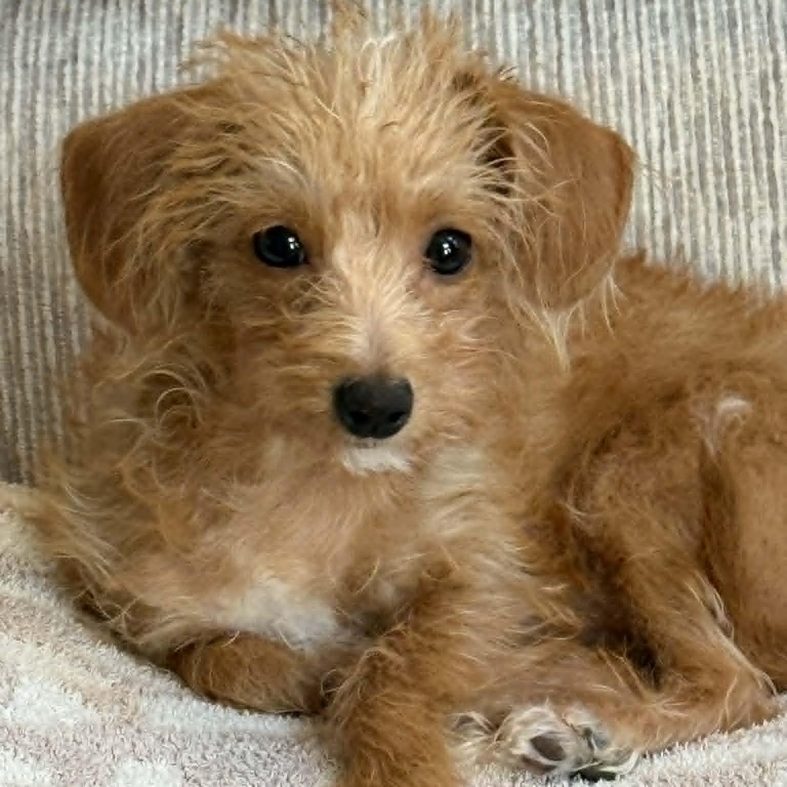 Lily, ADOPTABLE, Puppy Female Yorkshire Terrier & Dachshund.