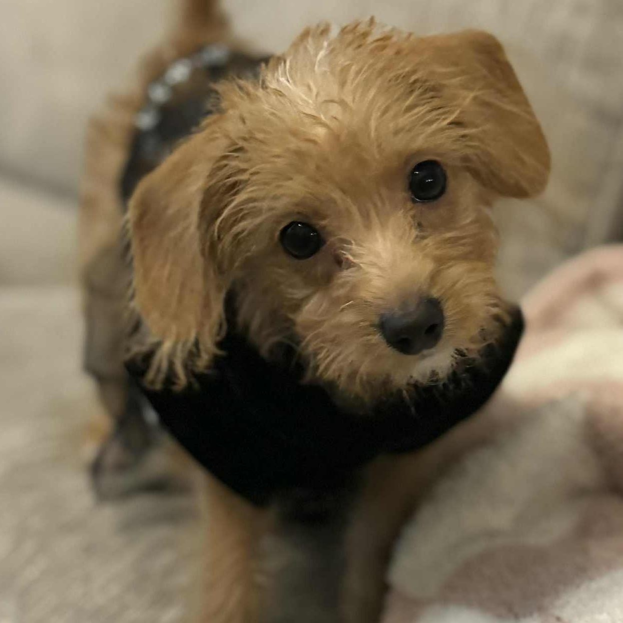 Enlarge Lily, a ADOPTABLE mixed breed in Cherry Hill, NJ image 6/6