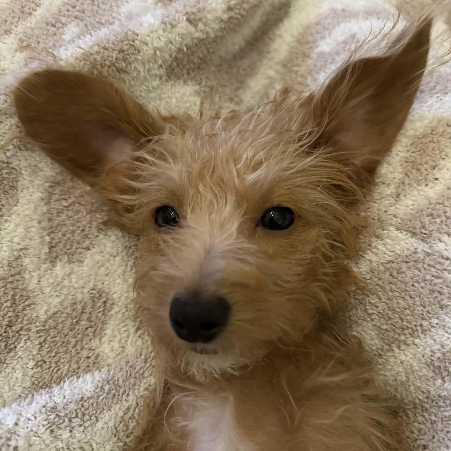 Enlarge Lily, a ADOPTABLE mixed breed in Cherry Hill, NJ image 3/6