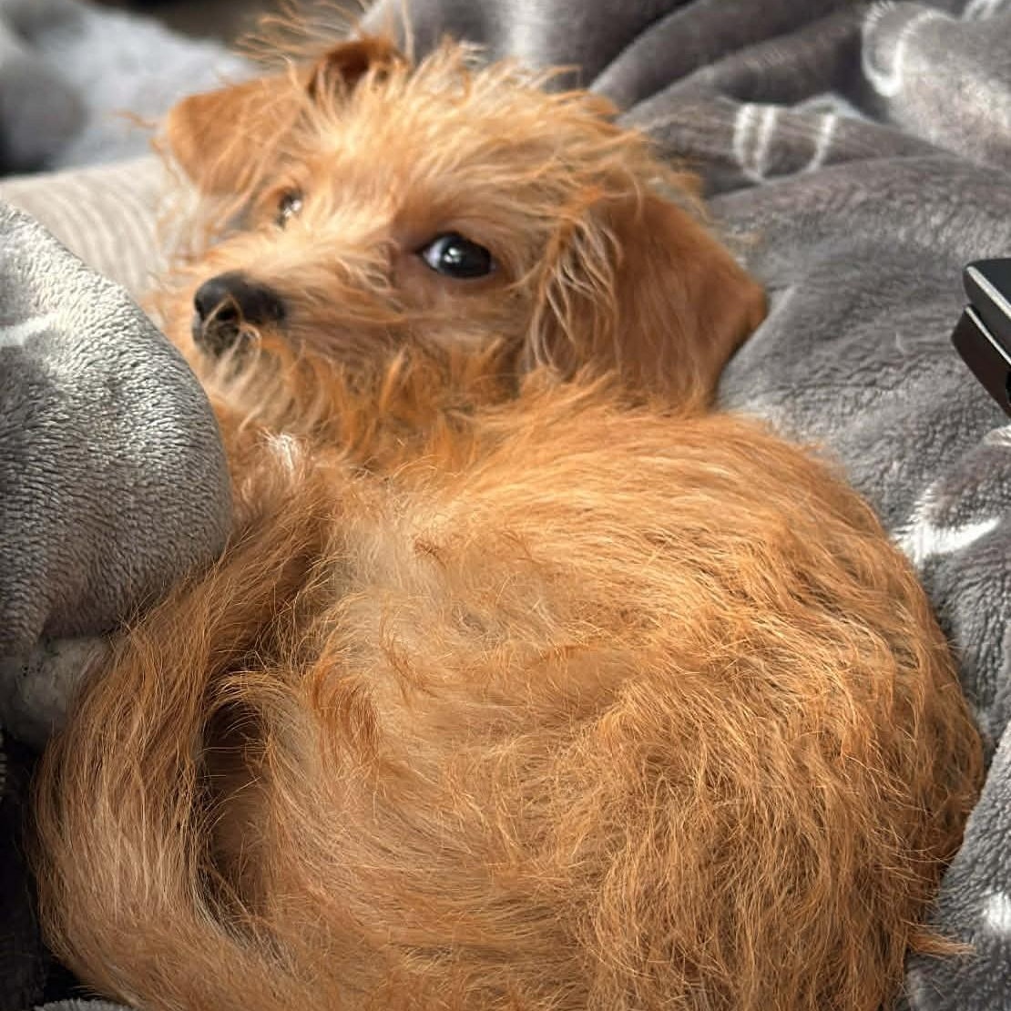 Enlarge Lily, a ADOPTABLE mixed breed in Cherry Hill, NJ image 5/6