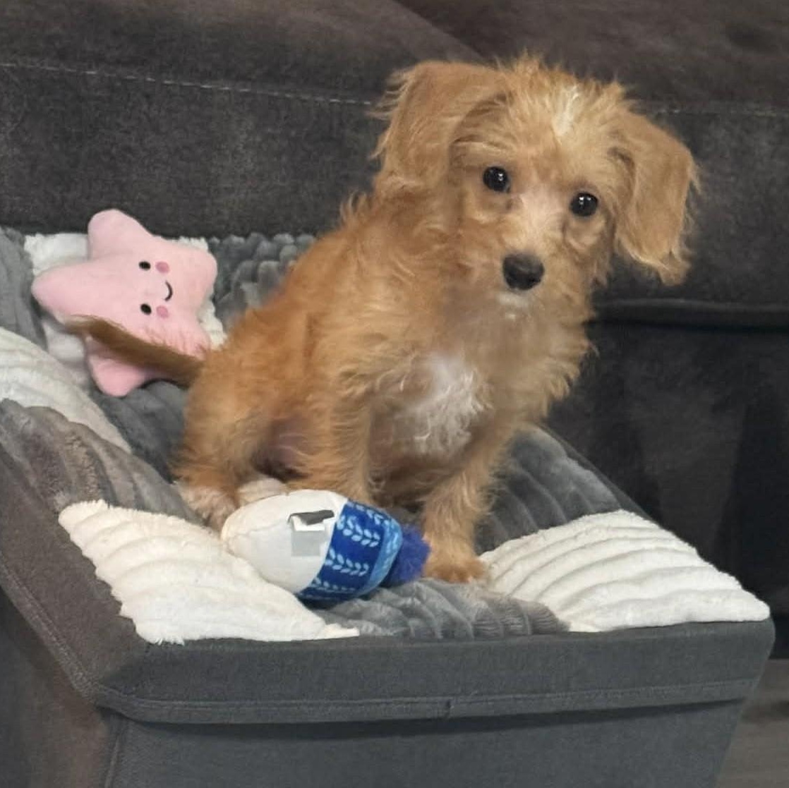 Enlarge Lily, a ADOPTABLE mixed breed in Cherry Hill, NJ image 2/6