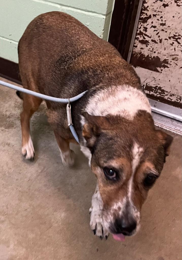 Bonnie, Adoptable, Adult Female Shepherd.