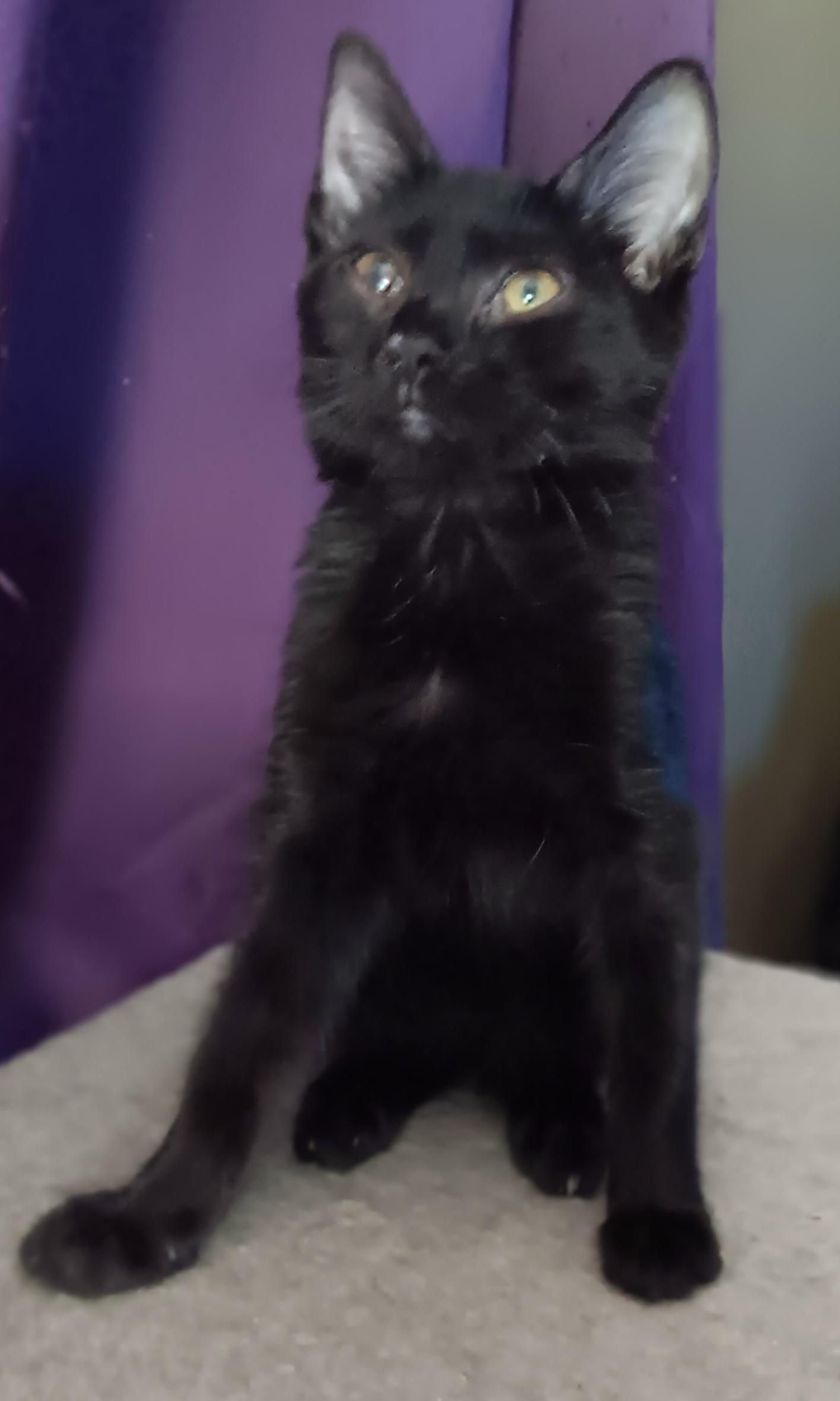 Spencer, Baby Male Domestic Medium Hair