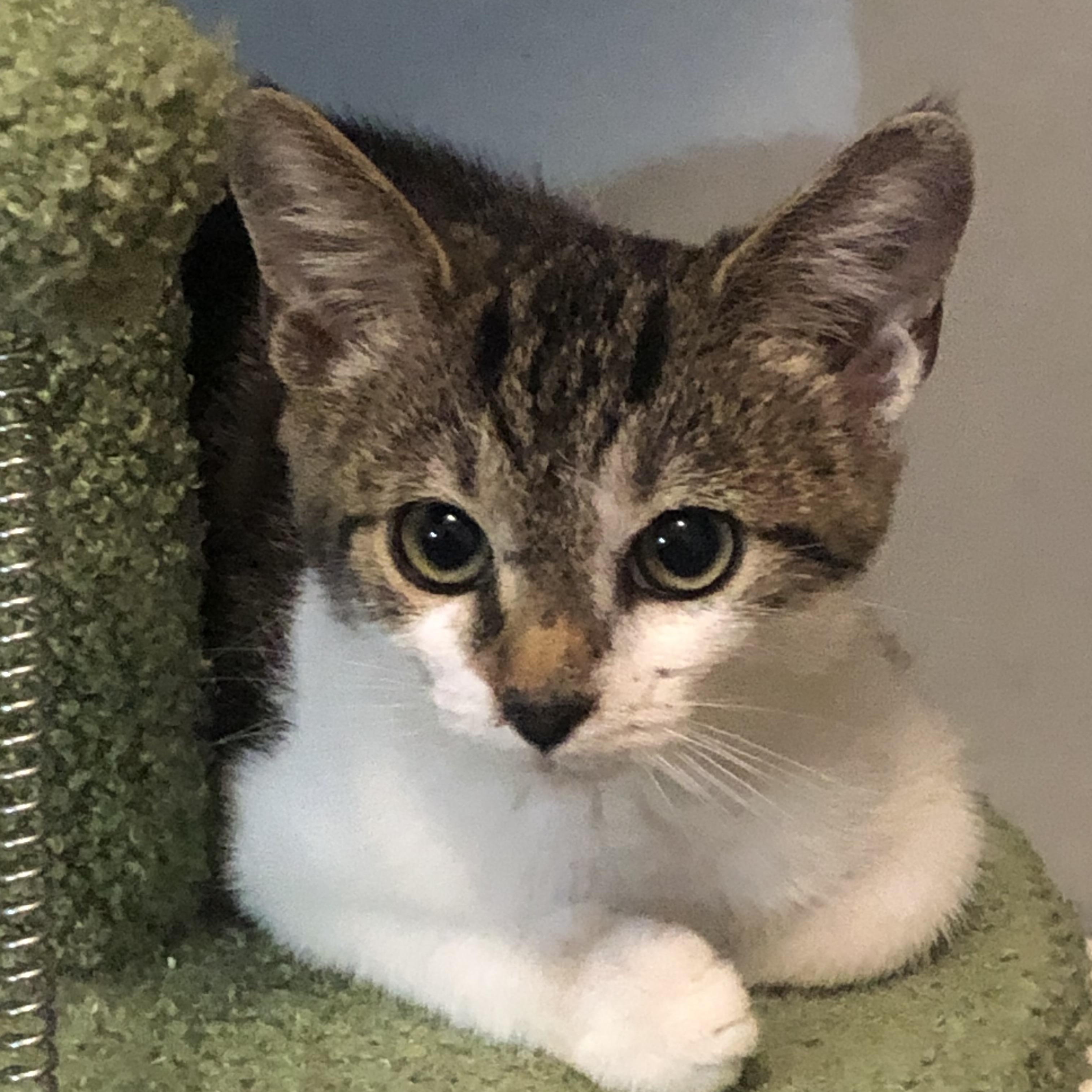 Enlarge Francine, a Adoptable mixed breed in Midlothian, VA image 1/3