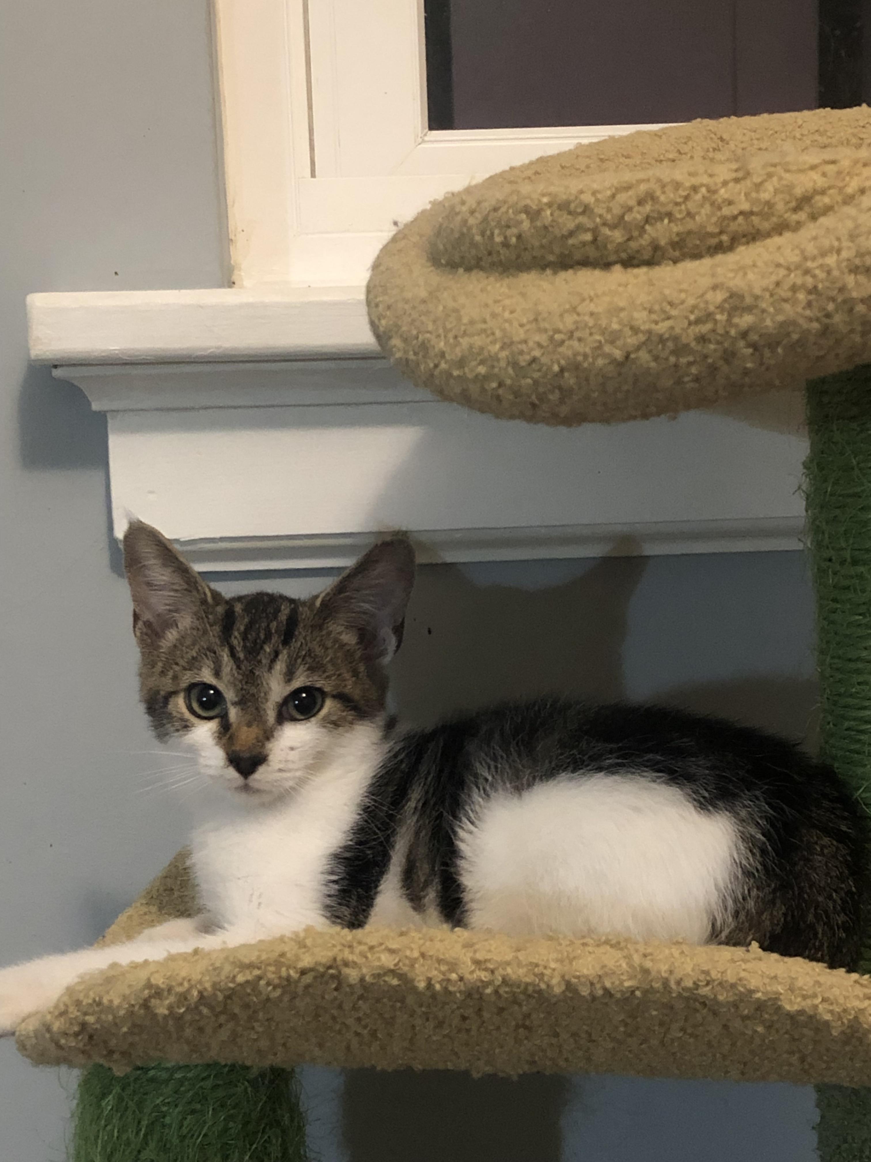 Enlarge Francine, a Adoptable mixed breed in Midlothian, VA image 3/3