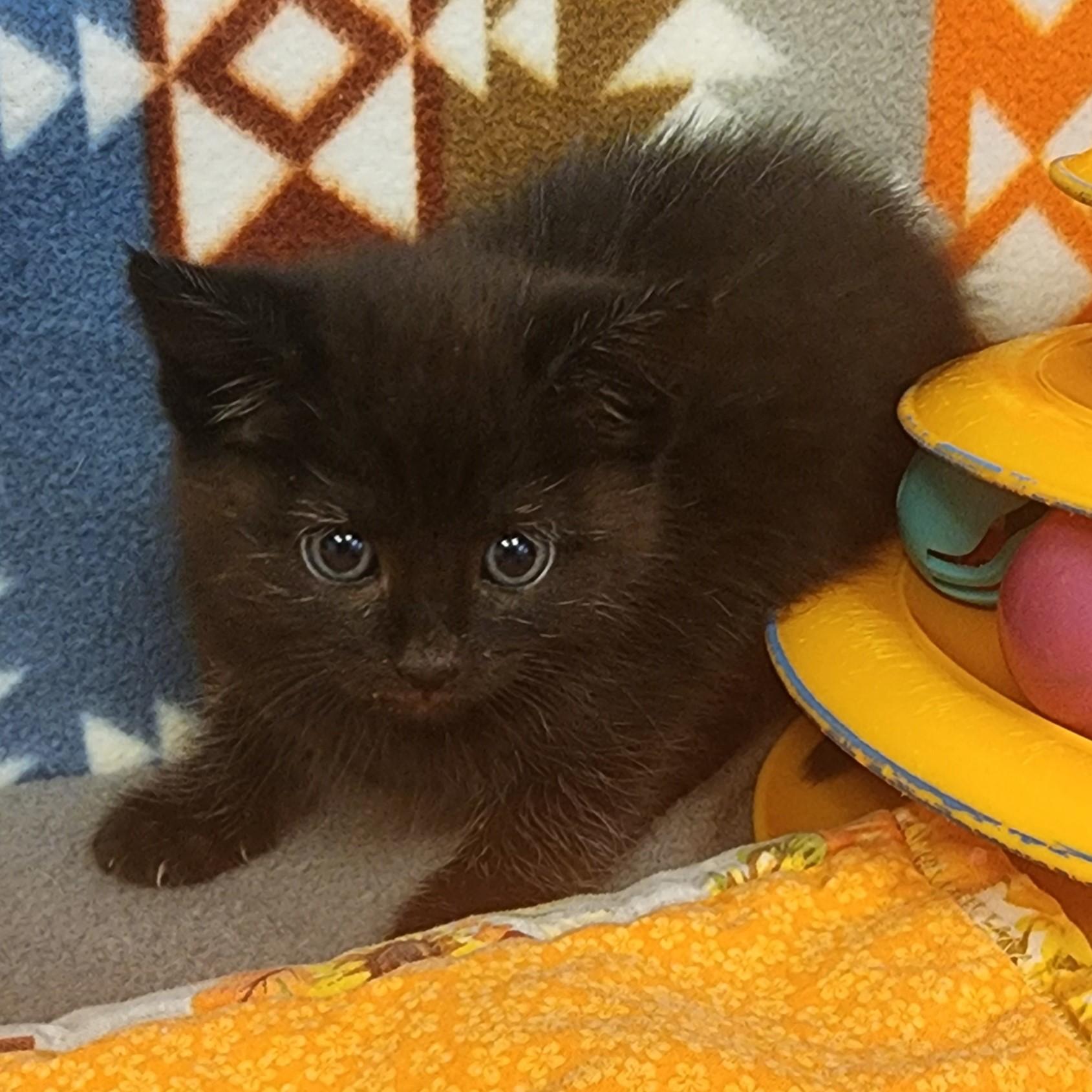 Enlarge Cricket, a ADOPTABLE mixed breed in ALPINE, TX image 2/3