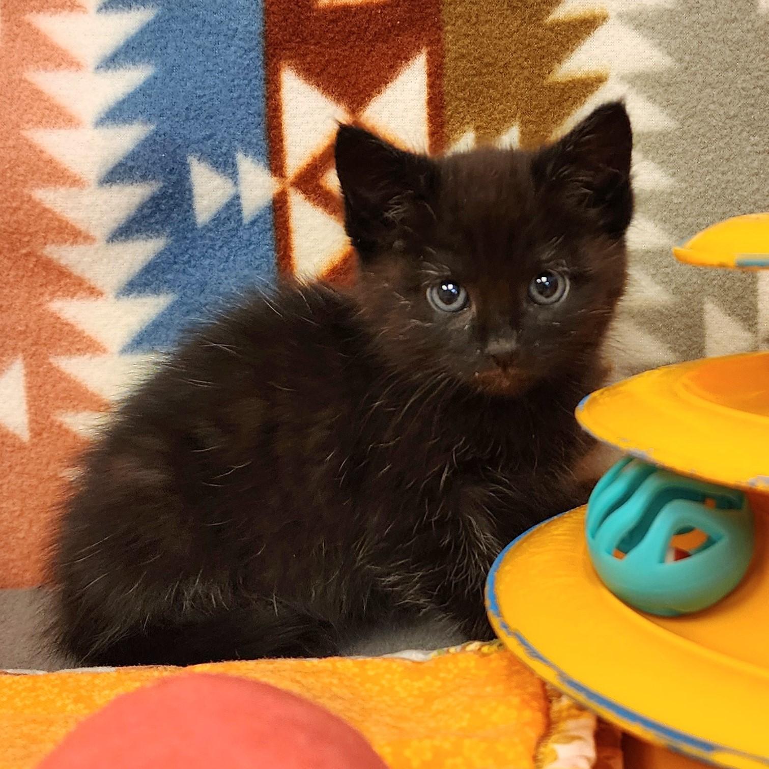 Enlarge Cricket, a ADOPTABLE mixed breed in ALPINE, TX image 3/3