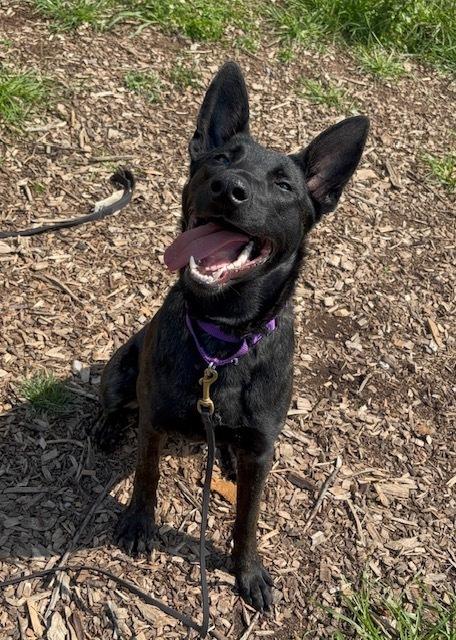 Enlarge Calypso located in ME, a Adoptable Dutch Shepherd in Imlay City, MI image 1/3